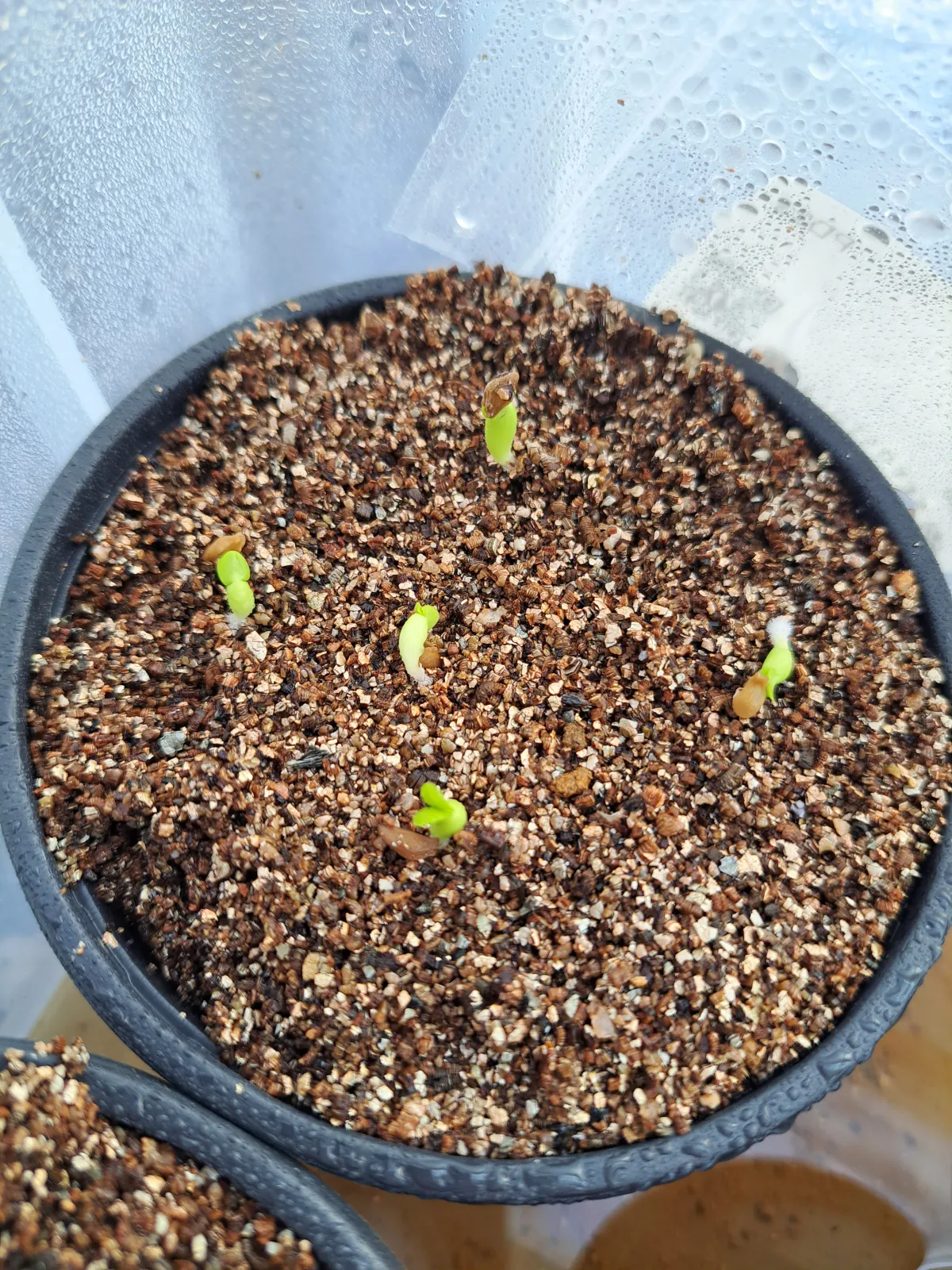 Pachypodium succulentum (パキポディウム サキュレンタム)