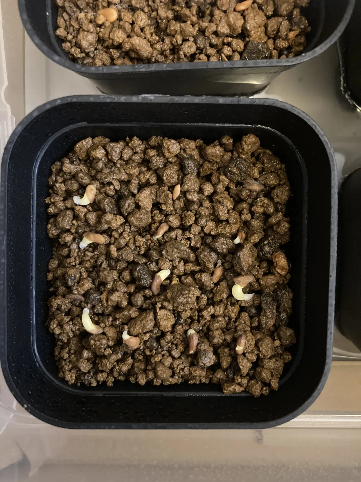 Pachypodium succulentum (パキポディウム サキュレンタム)