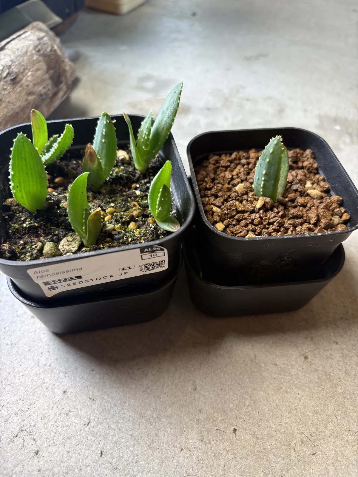 Aloe ramosissima (アロエ ラモシシマ)
