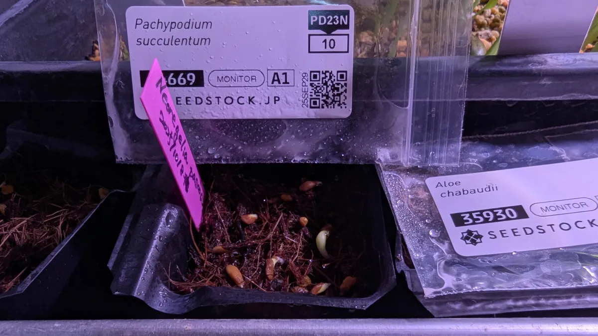 Pachypodium succulentum (パキポディウム サキュレンタム)