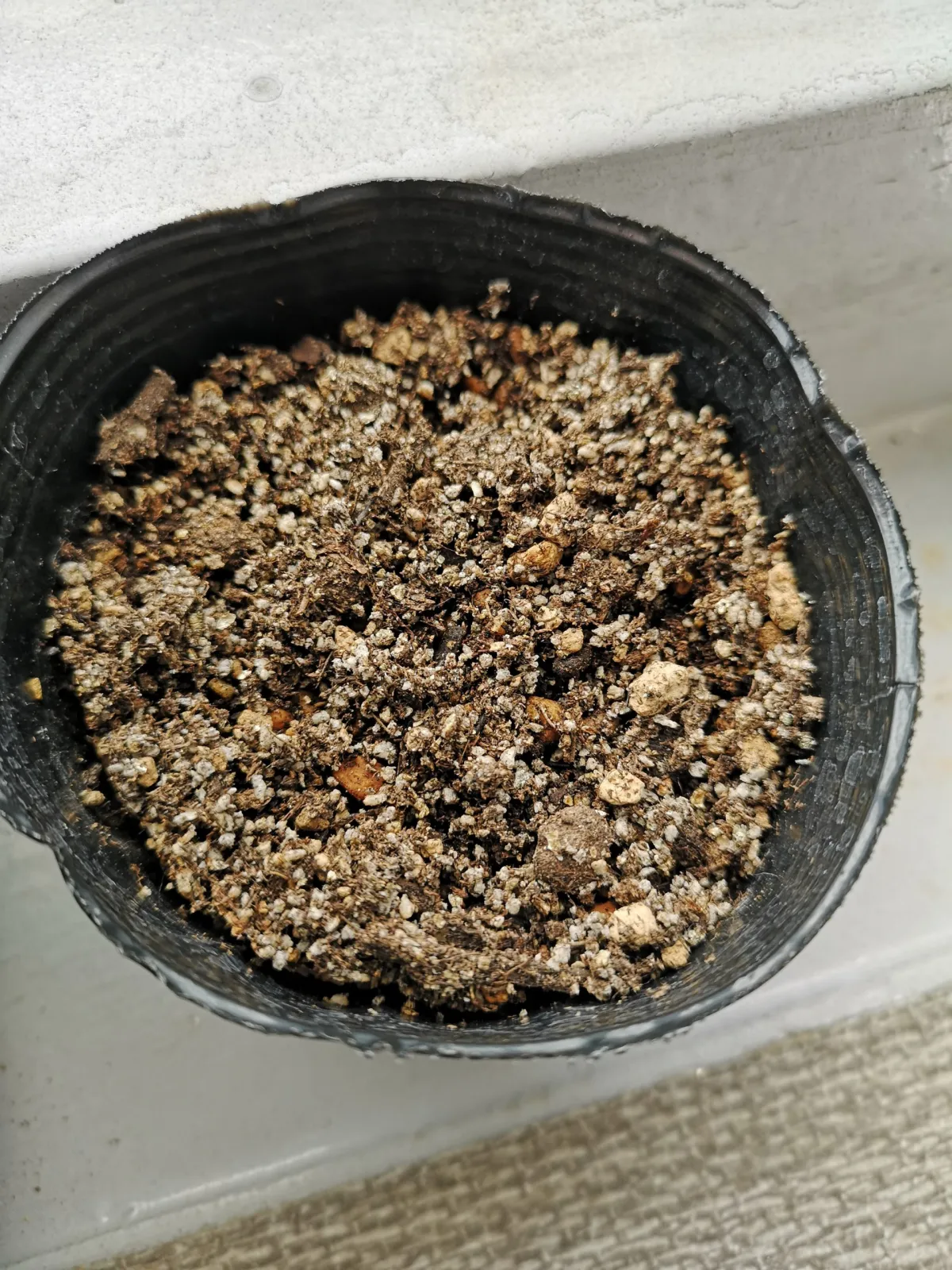 Cananga odorata