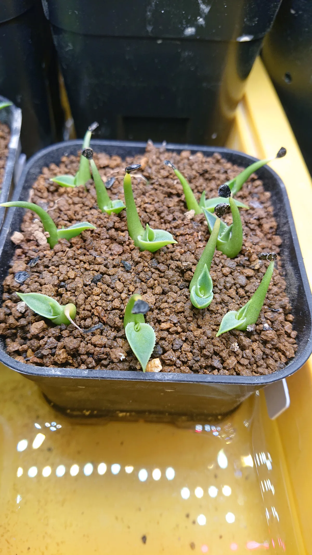 Agave utahensis var. eborispina (アガベ エボリスピナ ヘイフォード)