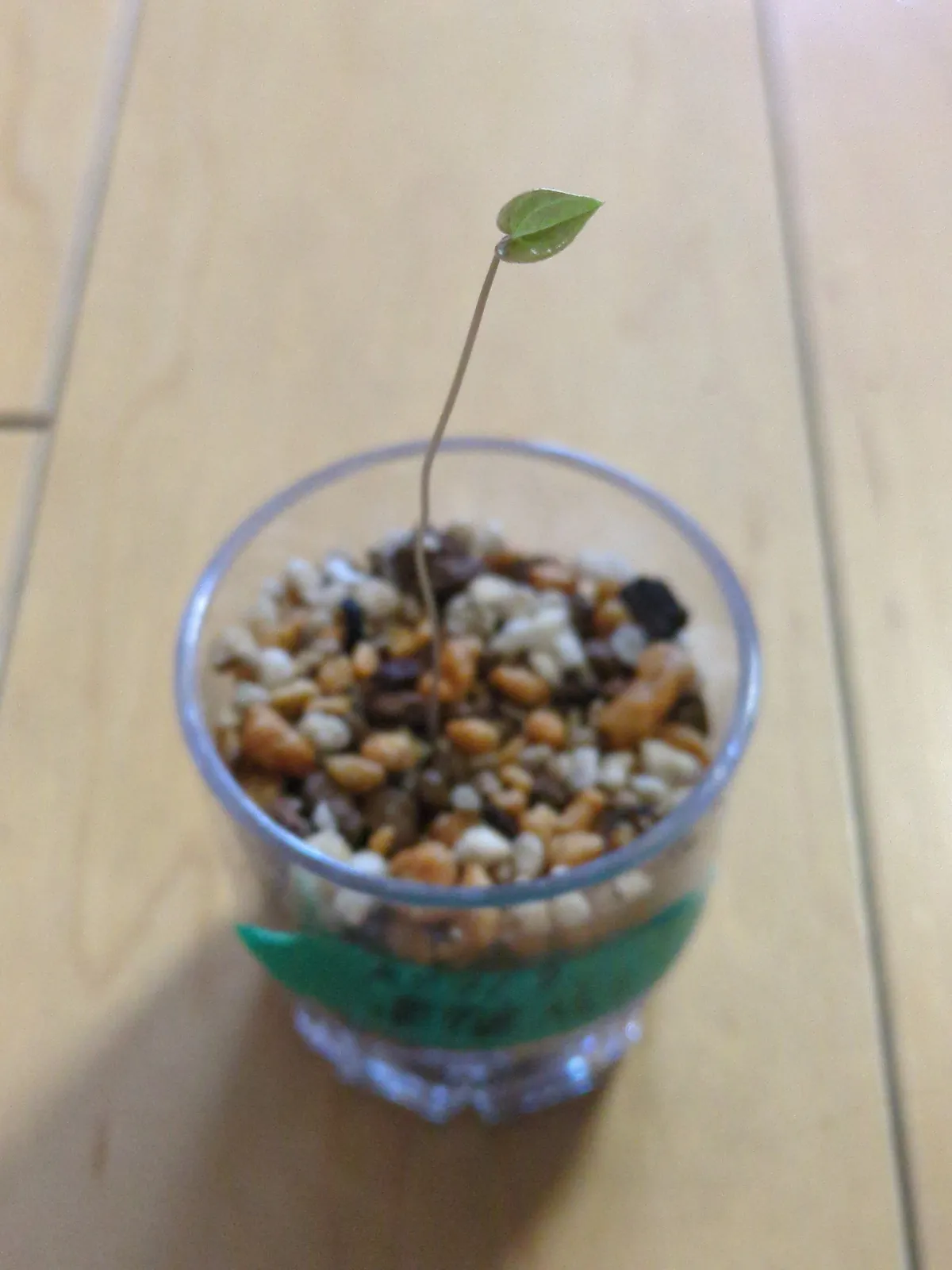 Dioscorea elephantipes (ディオスコレア エレファンティペス)