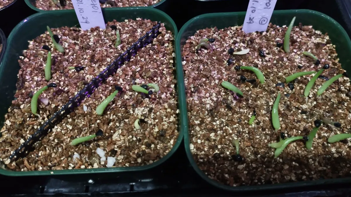 Agave oteroi Lot. (アガベ オテロイ)