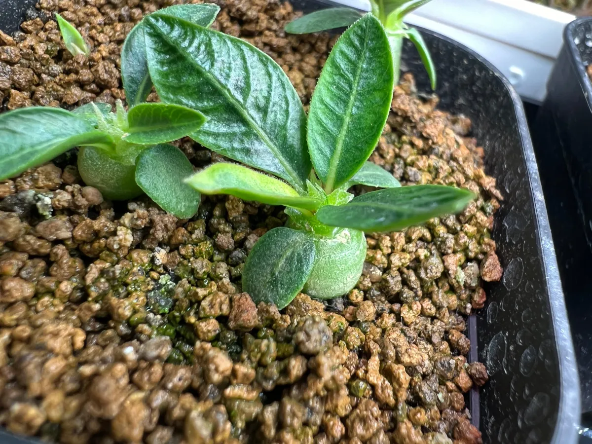Pachypodium rosulatum ssp. makayense (パキポディウム マカイエンセ)