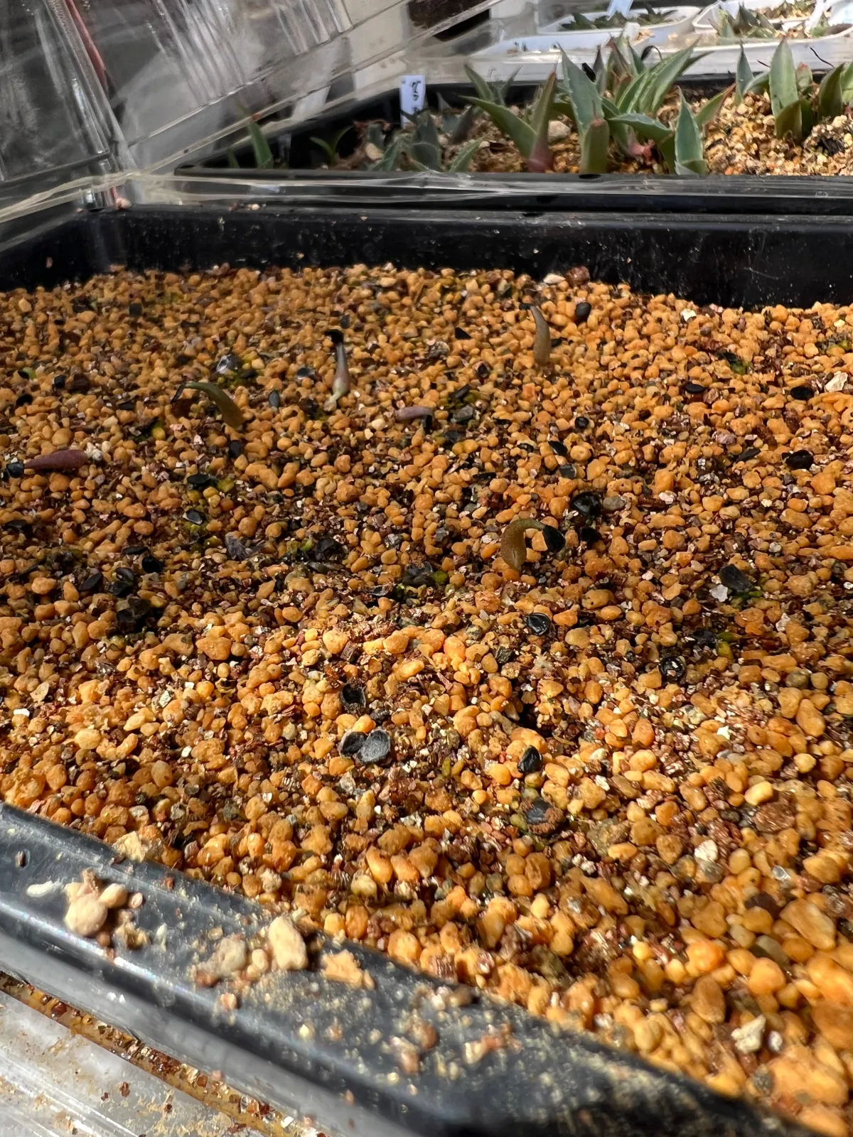 Agave kerchovei (アガベ ケルチョベイ)