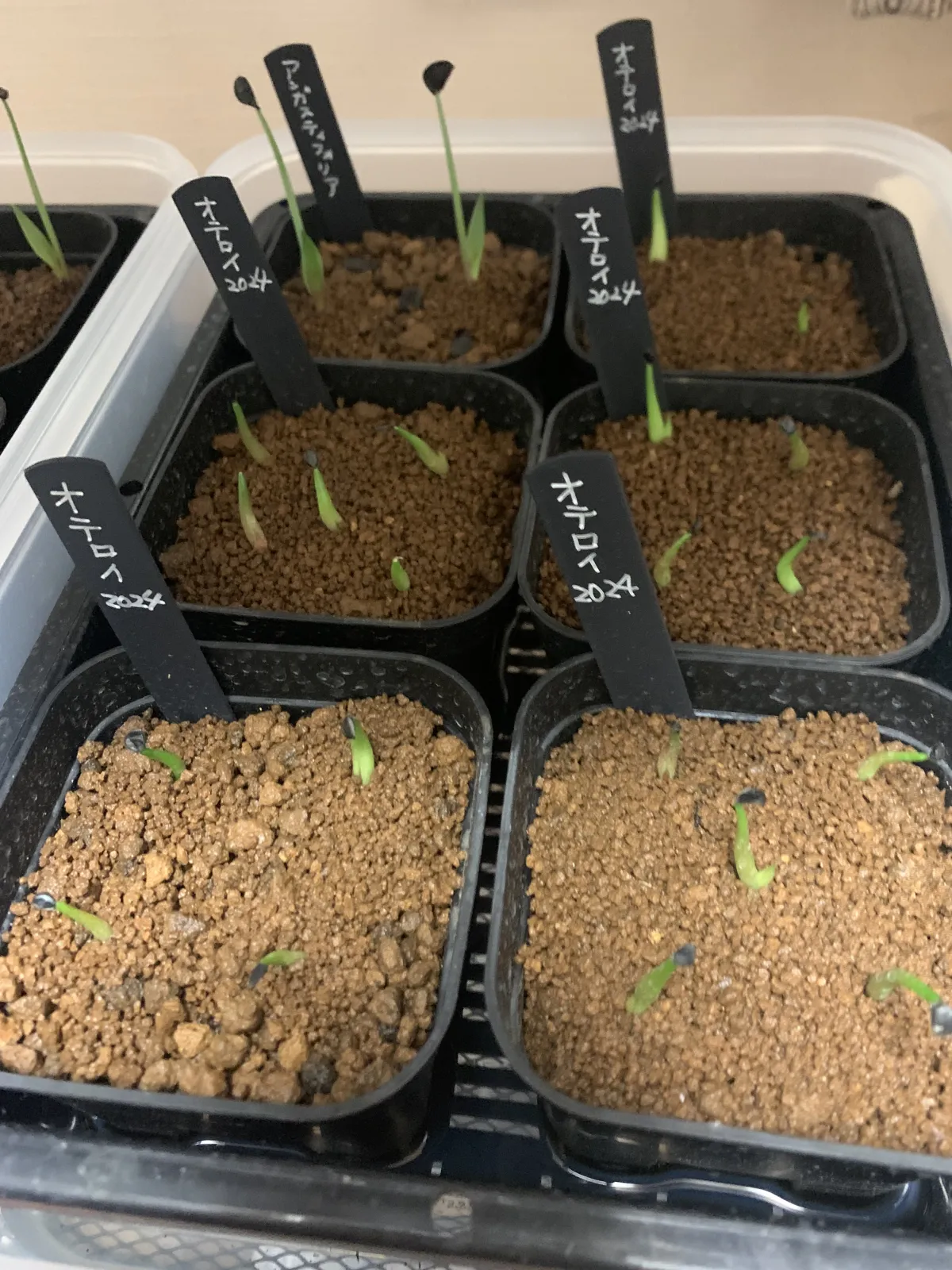 Agave oteroi Lot. (アガベ オテロイ)