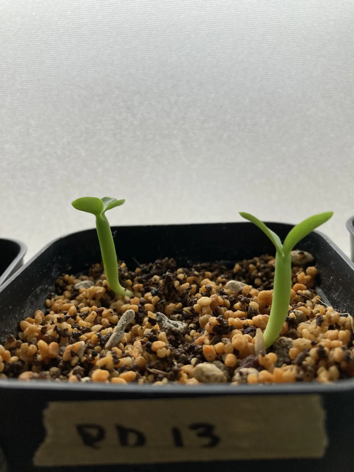 Pachypodium lamerei (パキポディウム ラメレイ)