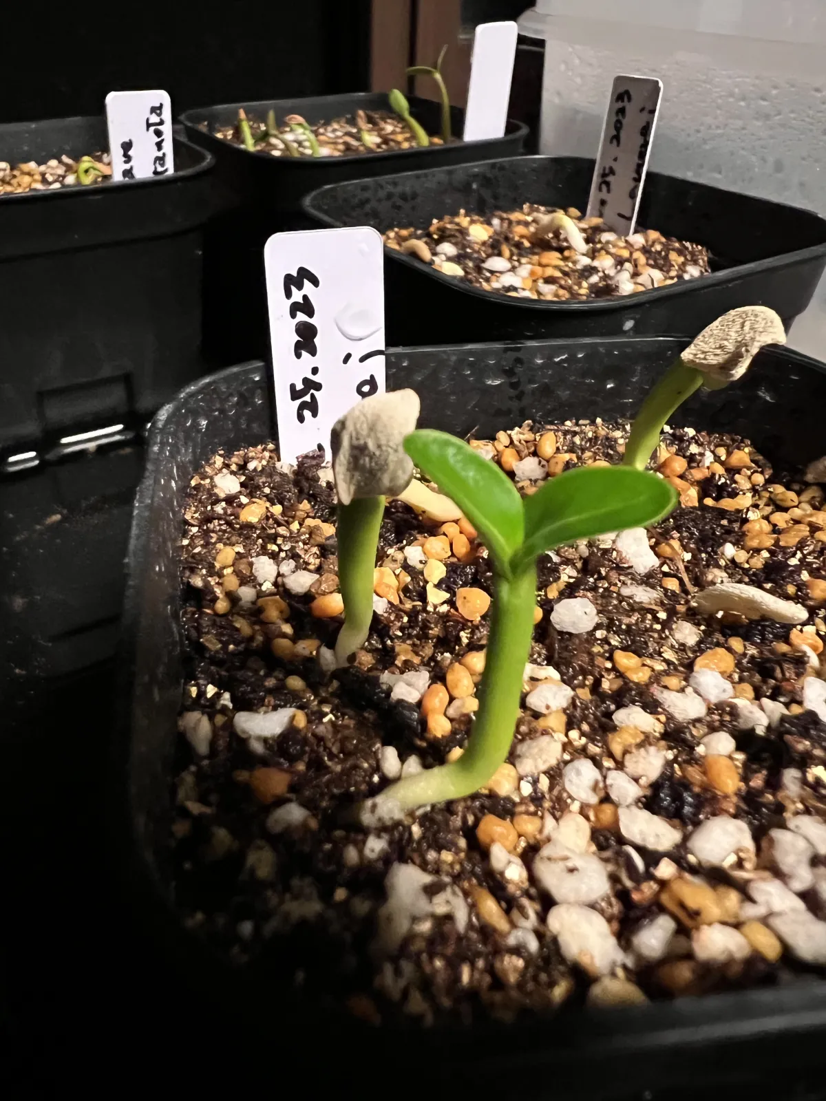 Pachypodium lamerei (パキポディウム ラメレイ)