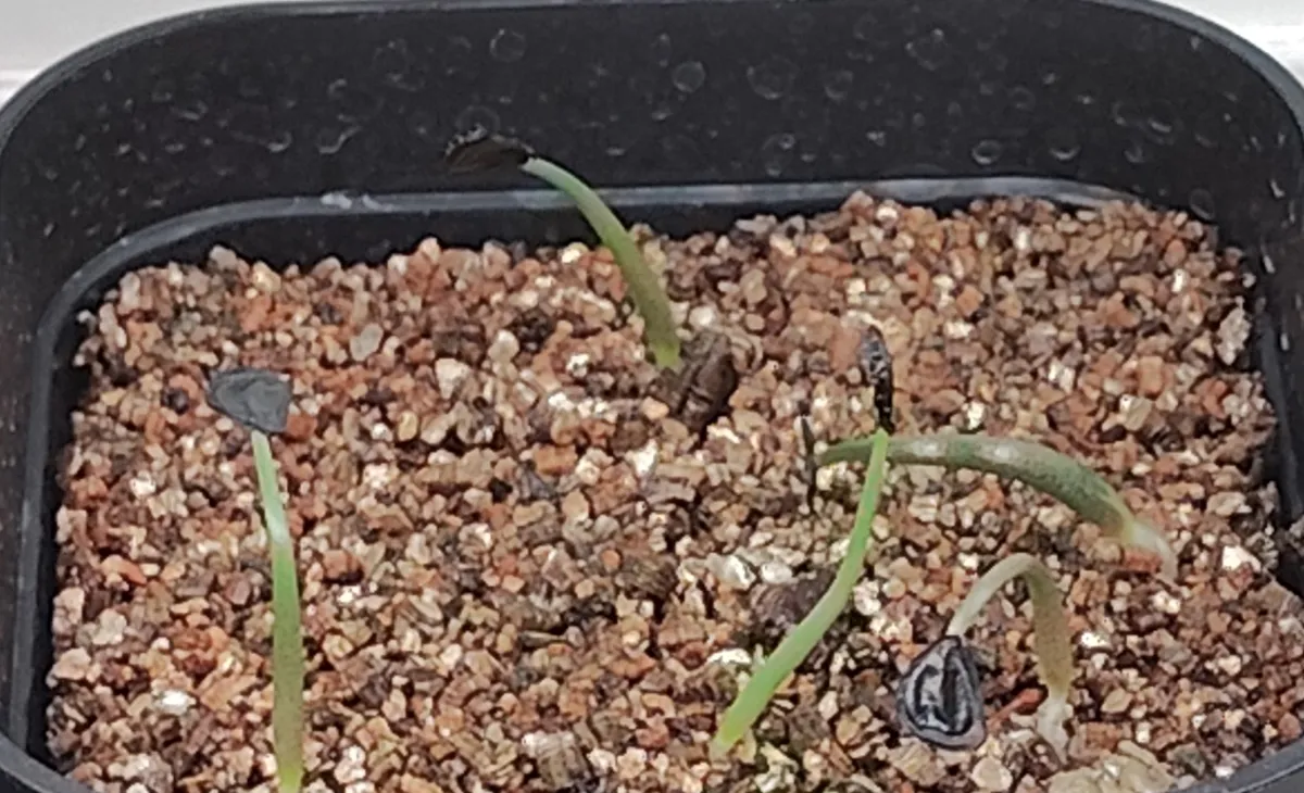 Agave seemanniana Pygmaea (アガベ ピグマエア)