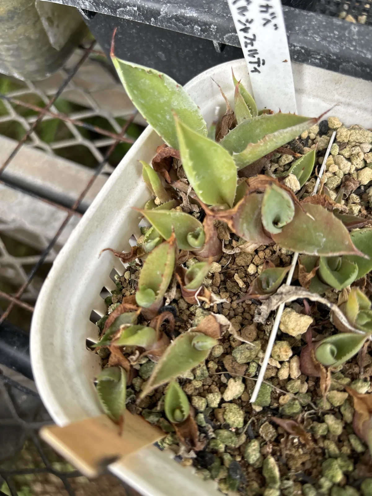 Agave potatorum var. verschaffeltii (アガベ ベルシャフェルティ)