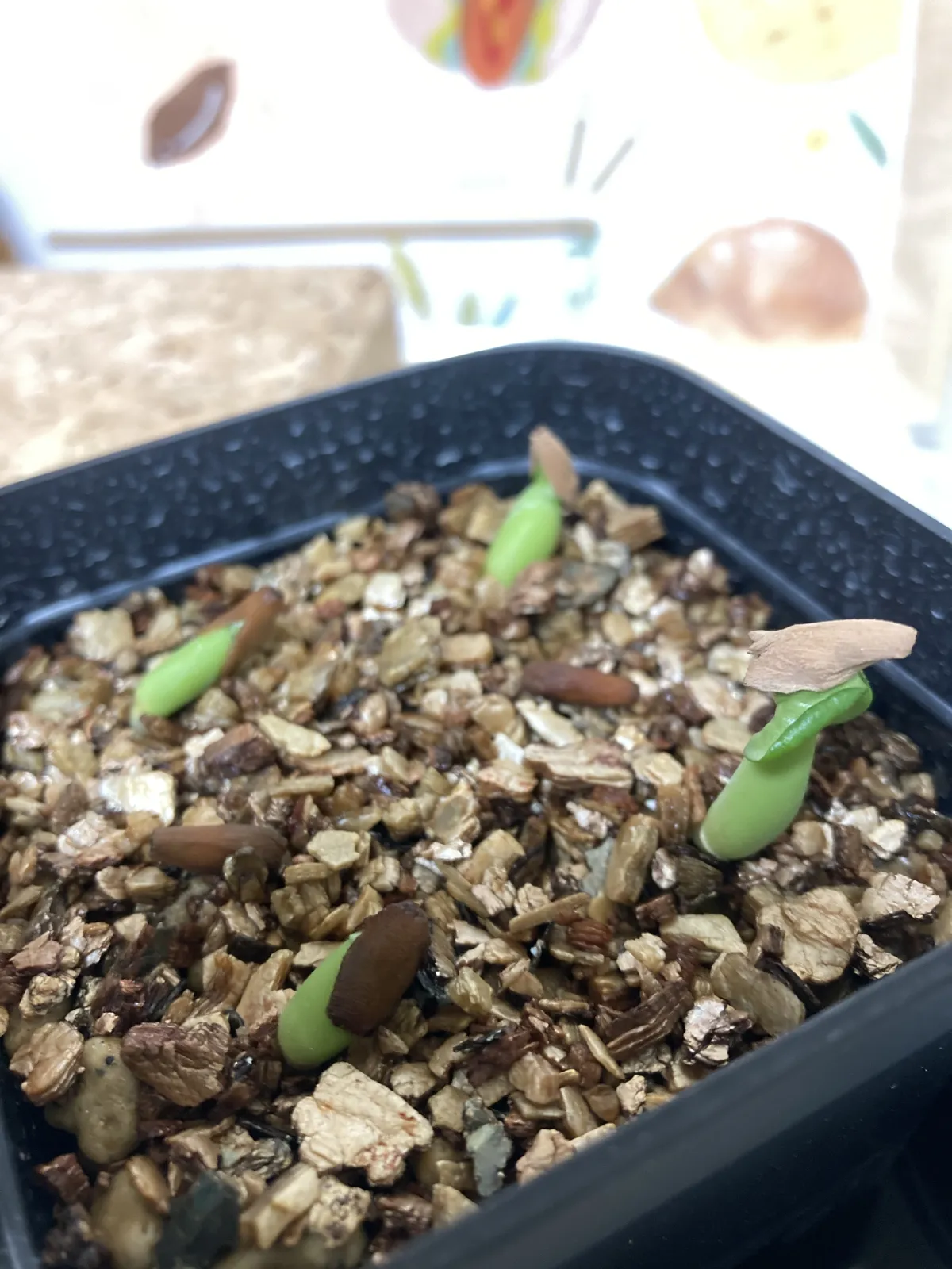 DHA Adenium thai socotranum DHA (アデニウム)