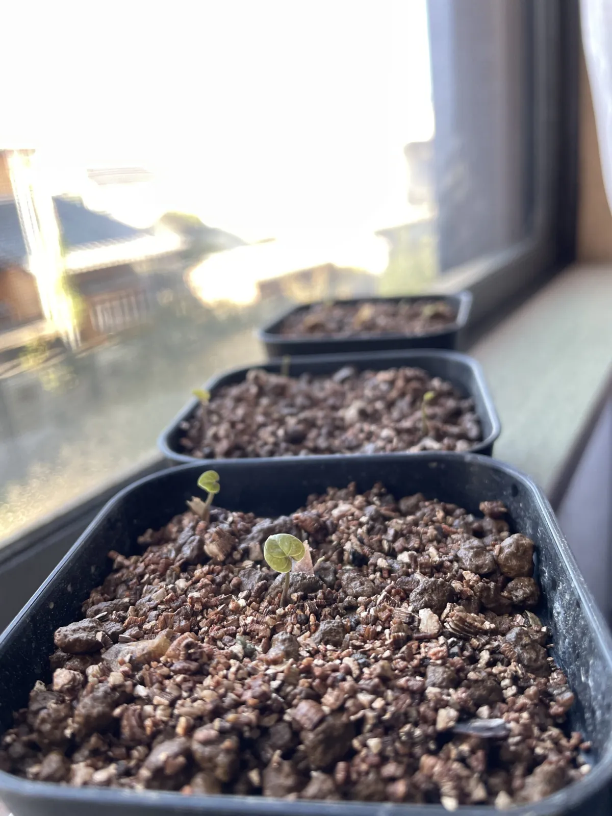 Dioscorea elephantipes (ディオスコレア エレファンティペス)