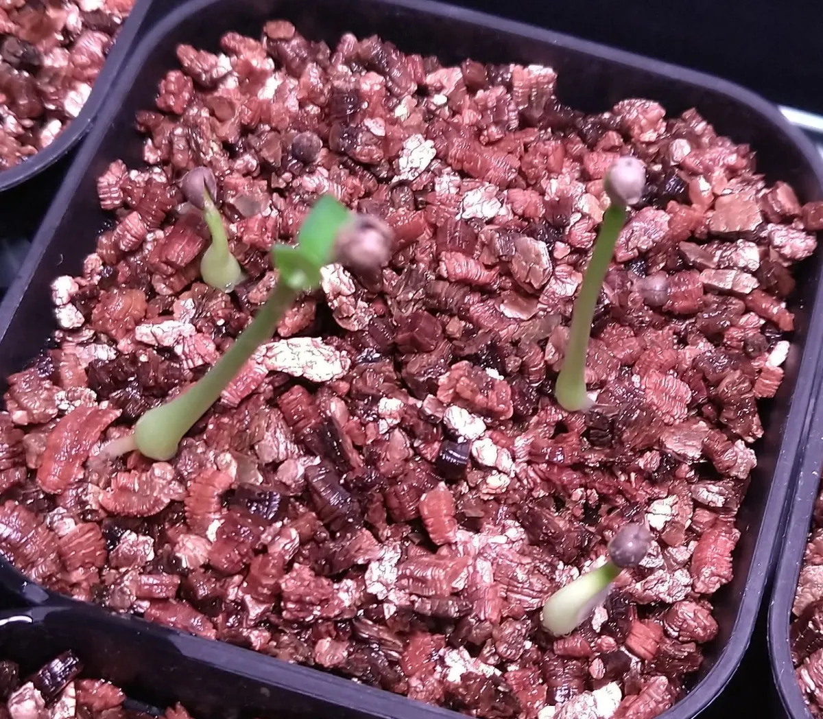 Euphorbia obesa (ユーフォルビア オベサ)