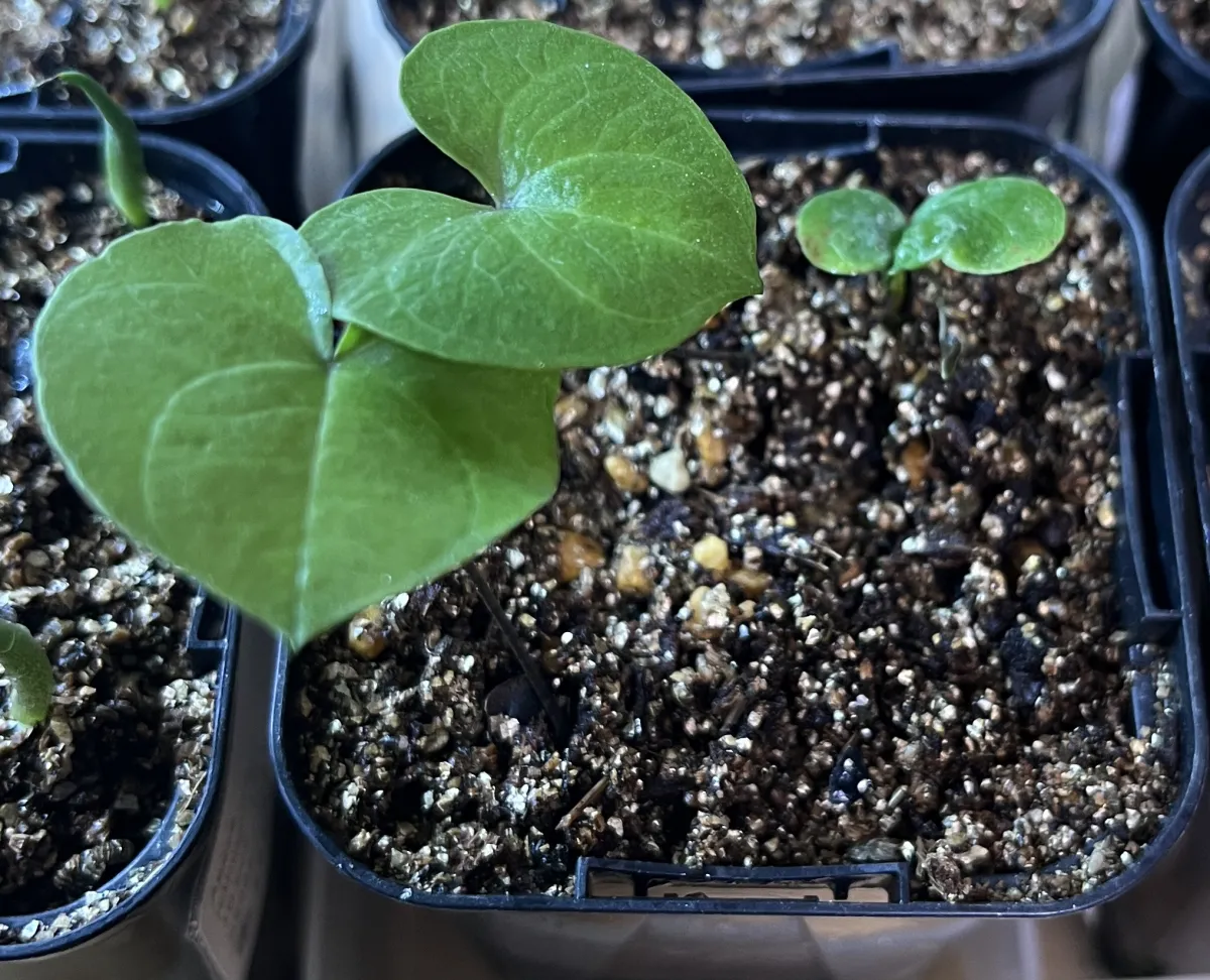 Dioscorea elephantipes Lot. (ディオスコレア エレファンティペス)