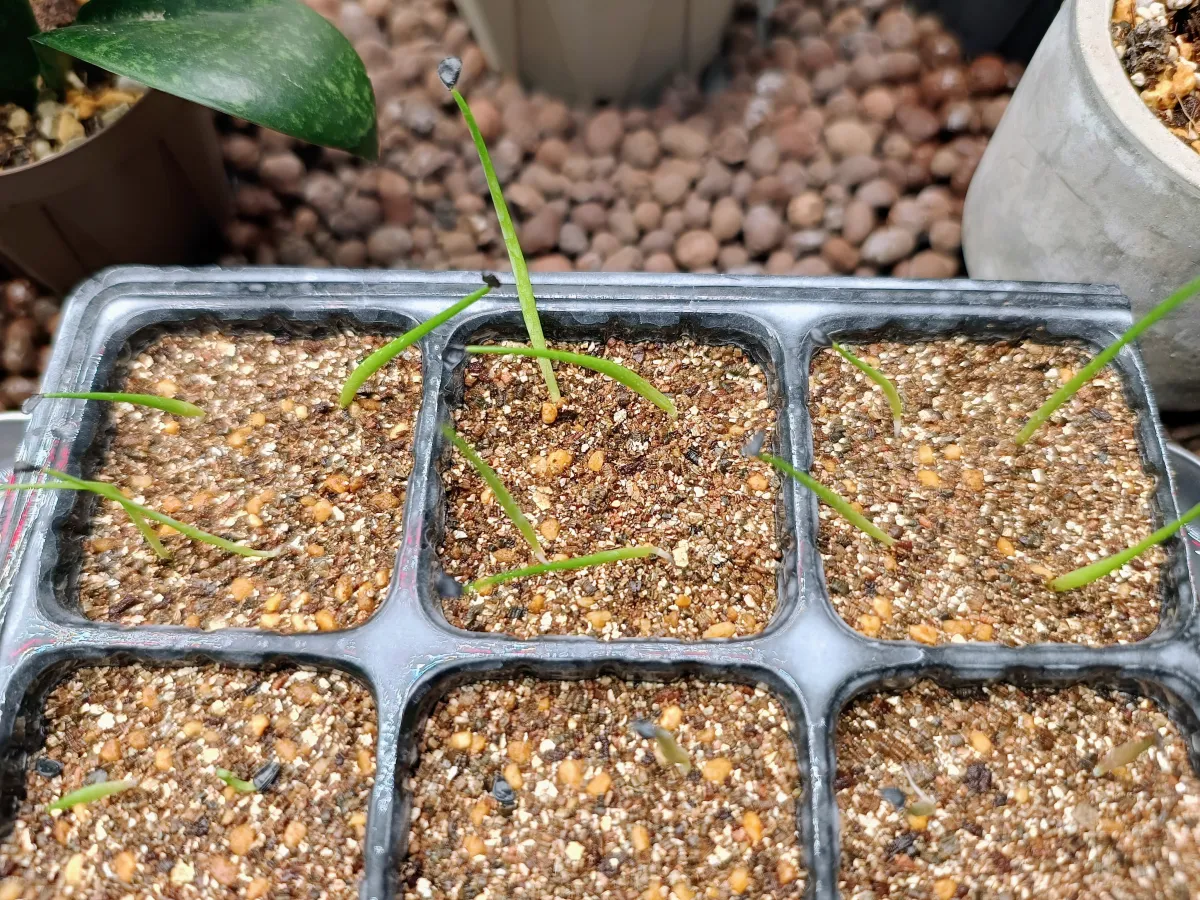Agave utahensis var. eborispina (アガベ エボリスピナ ヘイフォード)