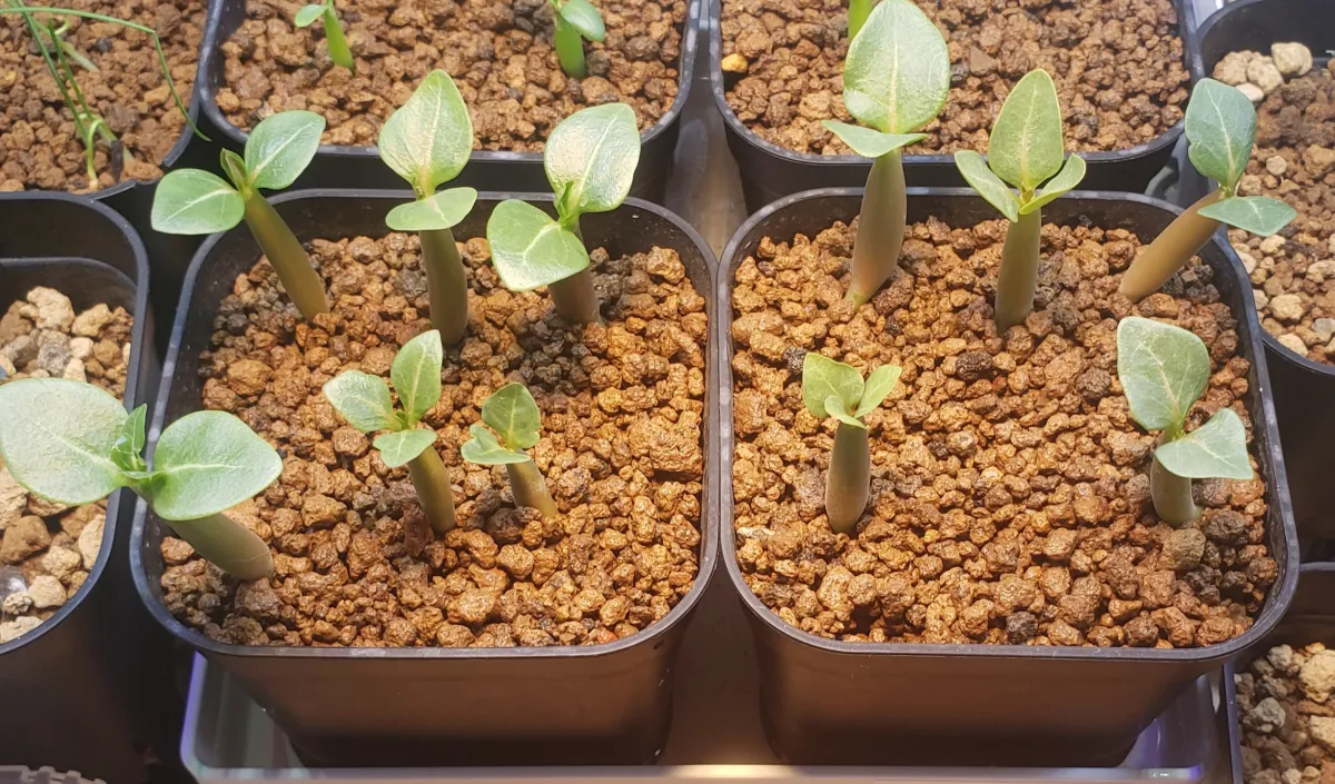 Adenium arabicum Yemen (アデニウム アラビカム イエメン)