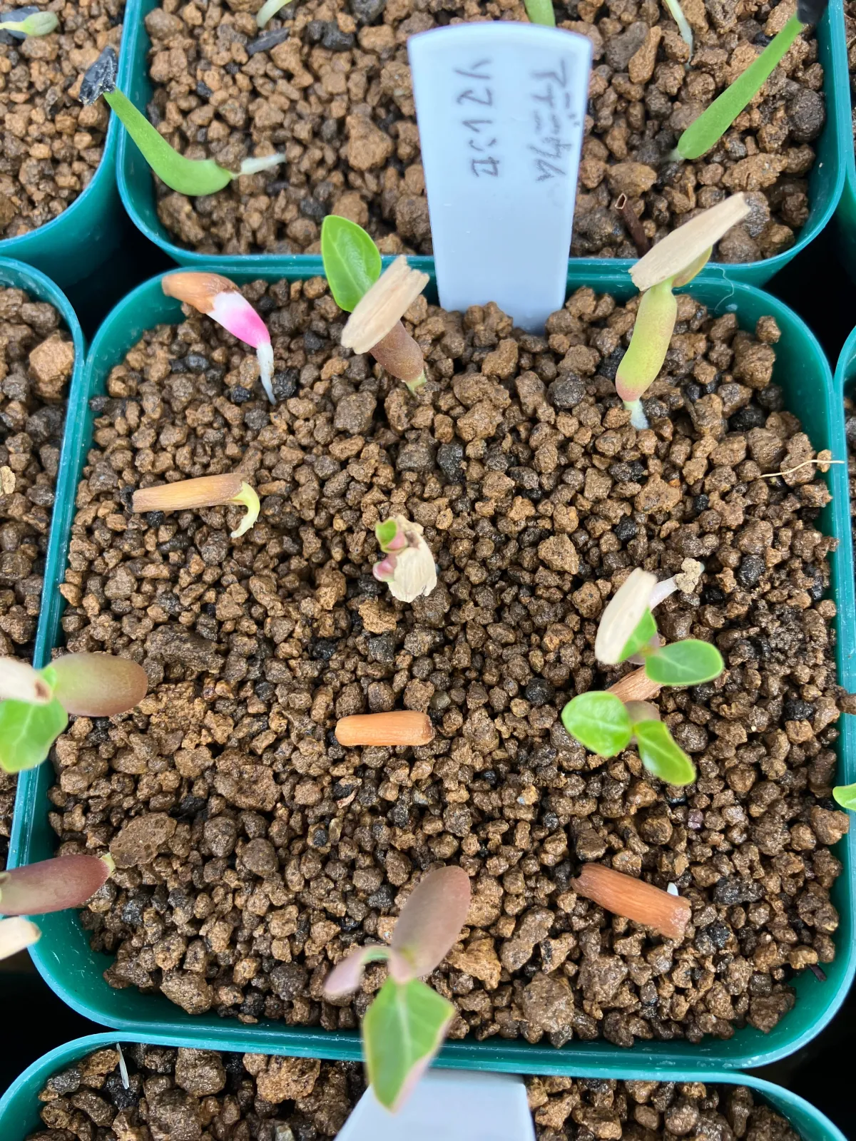 Adenium somalens (アデニウム ソマレンセ)