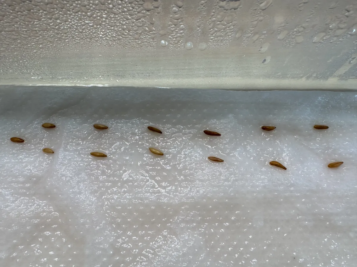 Pachypodium rosulatum var. gracilius ([無料種子] 発芽難 パキポディウム グラキリス　)