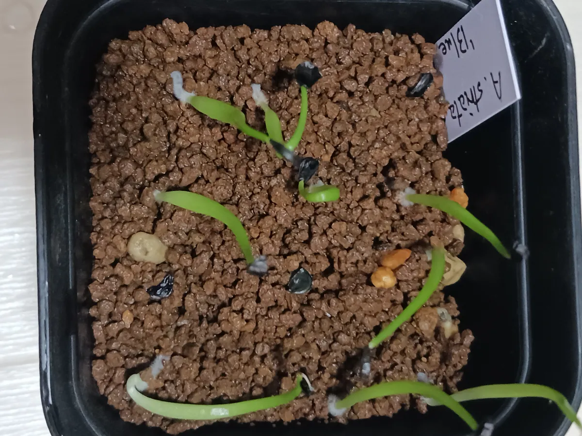 Agave striata subsp. striata (アガベ ストリアータ ブルードワーフ)