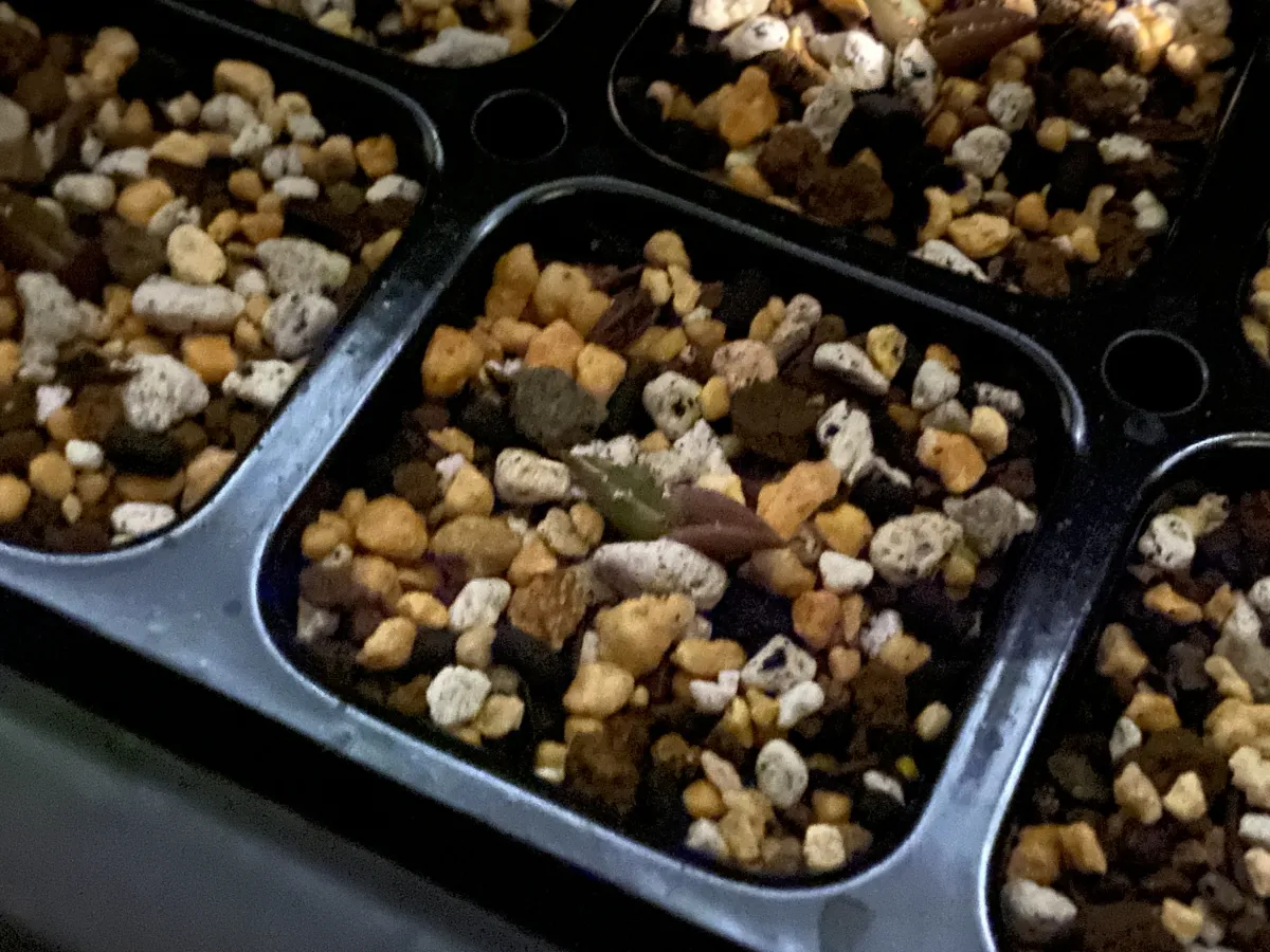 Agave oteroi Lot. (アガベ オテロイ)