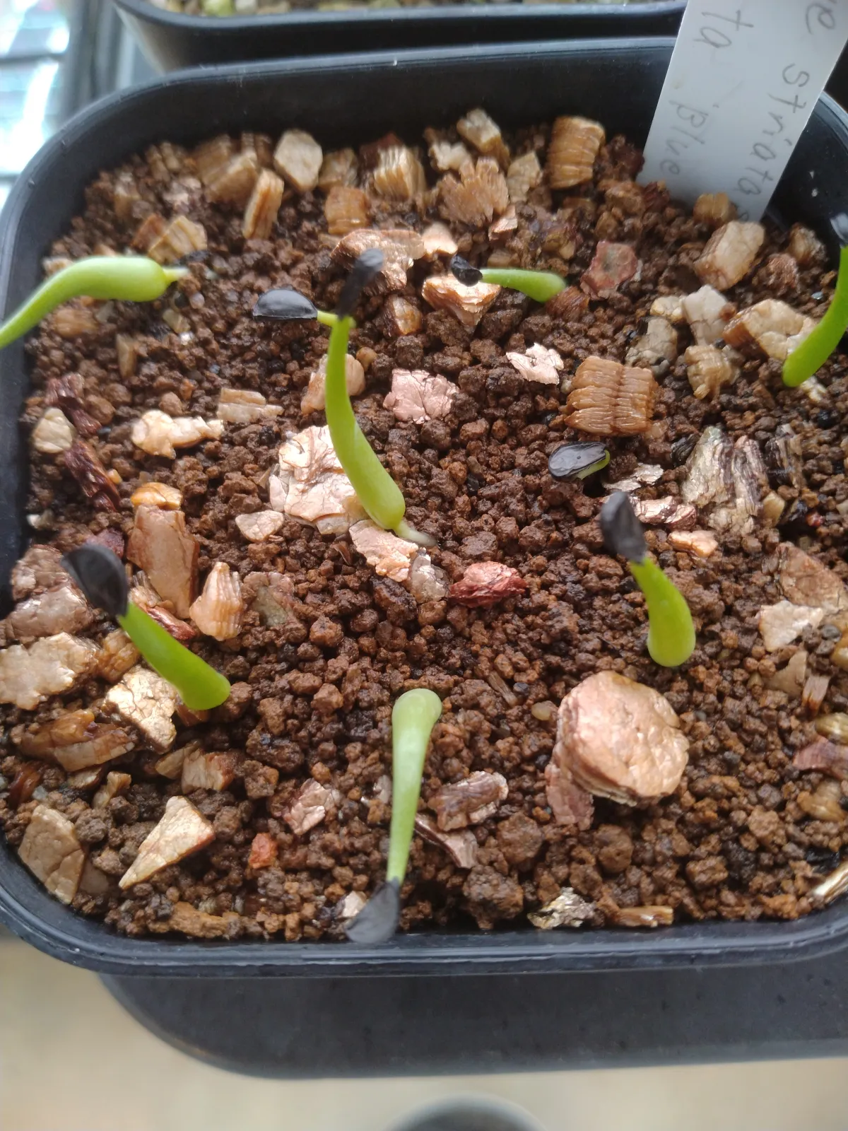 Agave striata subsp. striata (アガベ ストリアータ ブルードワーフ)
