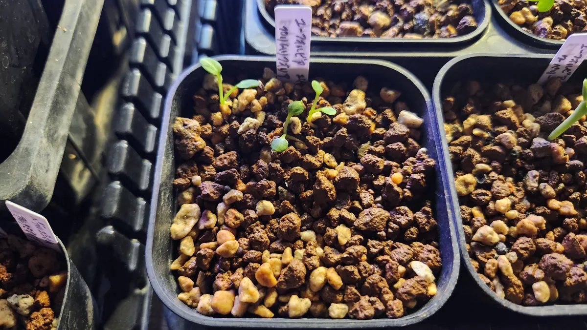 Euphorbia primulifolia (ユーフォルビア プリムリフォリア)