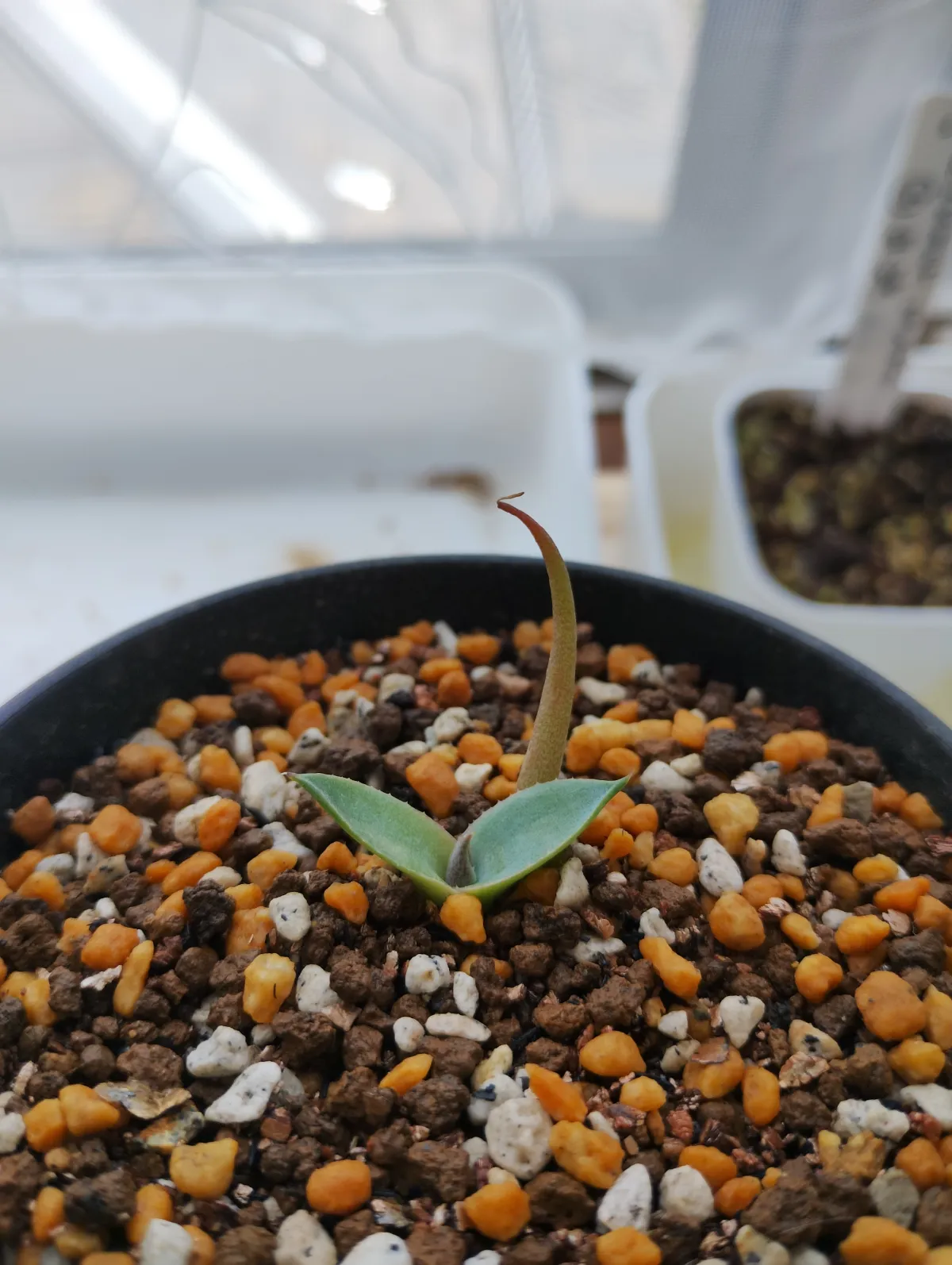 Agave parryi ssp. parryi (アガベ パリー)