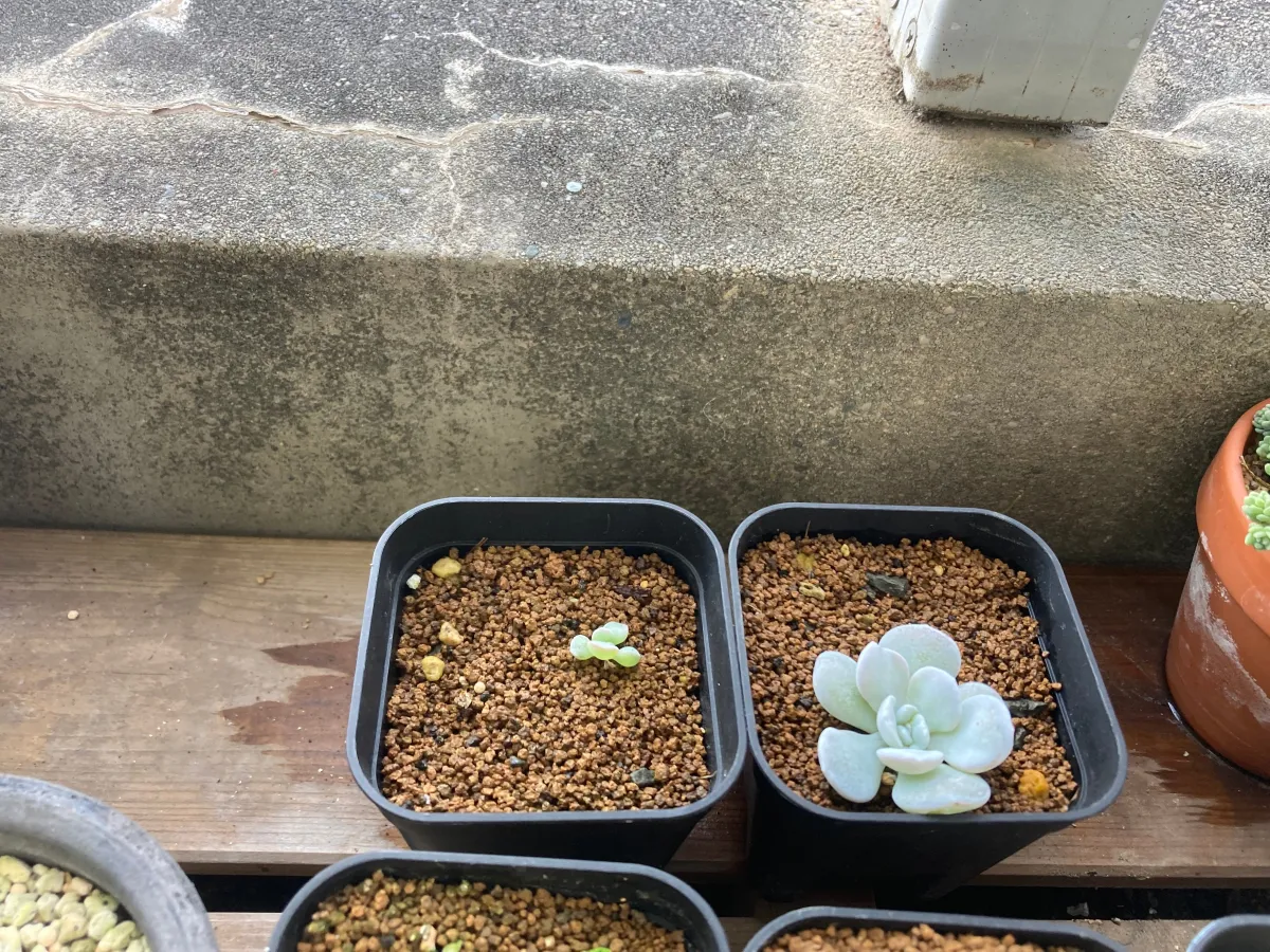 Echeveria laui (エケベリア ラウイ)