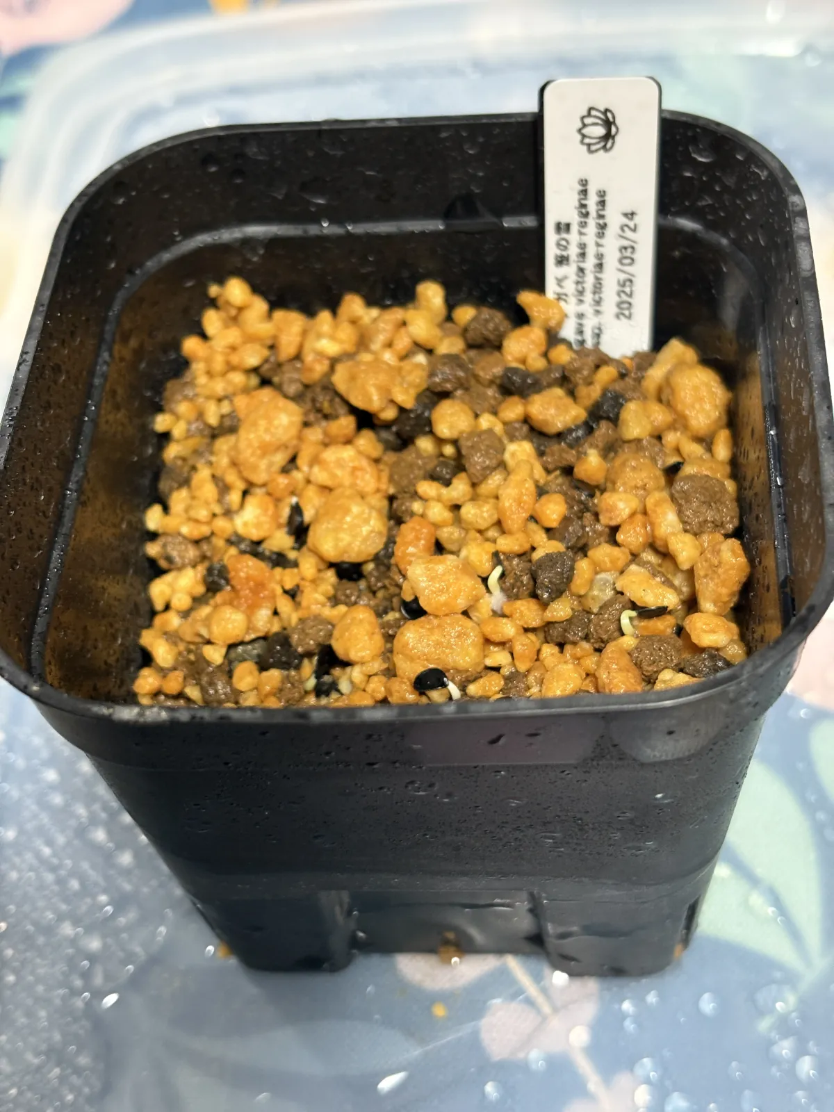 Agave victoriae-reginae ssp. victoriae-reginae (アガベ ビクトリアレジーナエ 笹の雪)