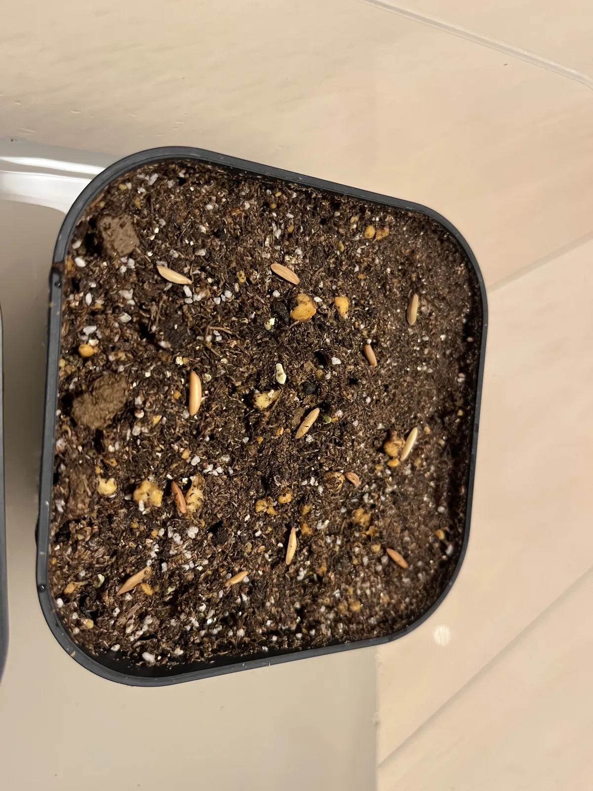 Pachypodium rosulatum var. gracilius ([無料種子] 発芽難 パキポディウム グラキリス　)
