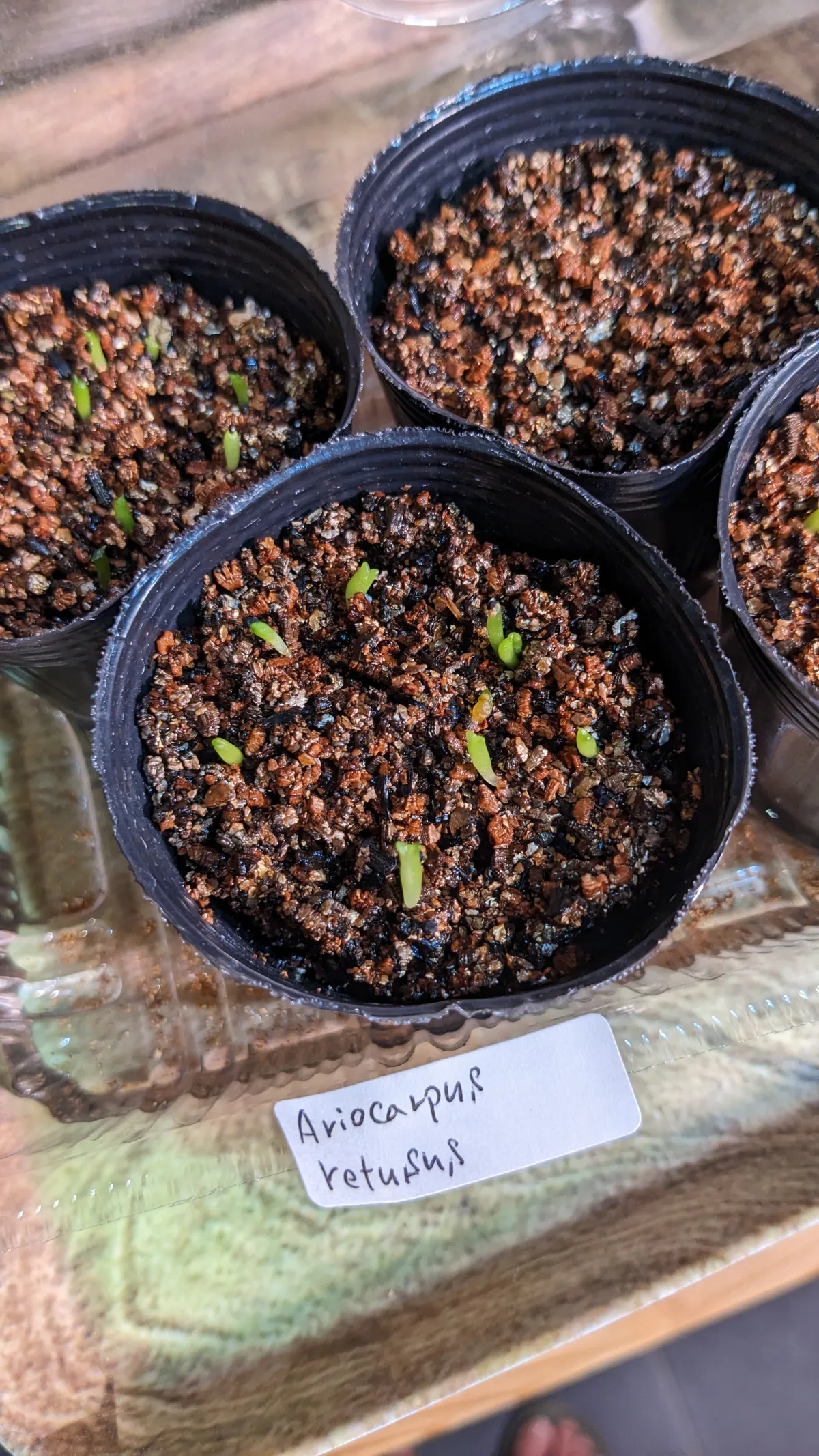 Ariocarpus retusus (アリオカルプス レツーサス 岩牡丹)