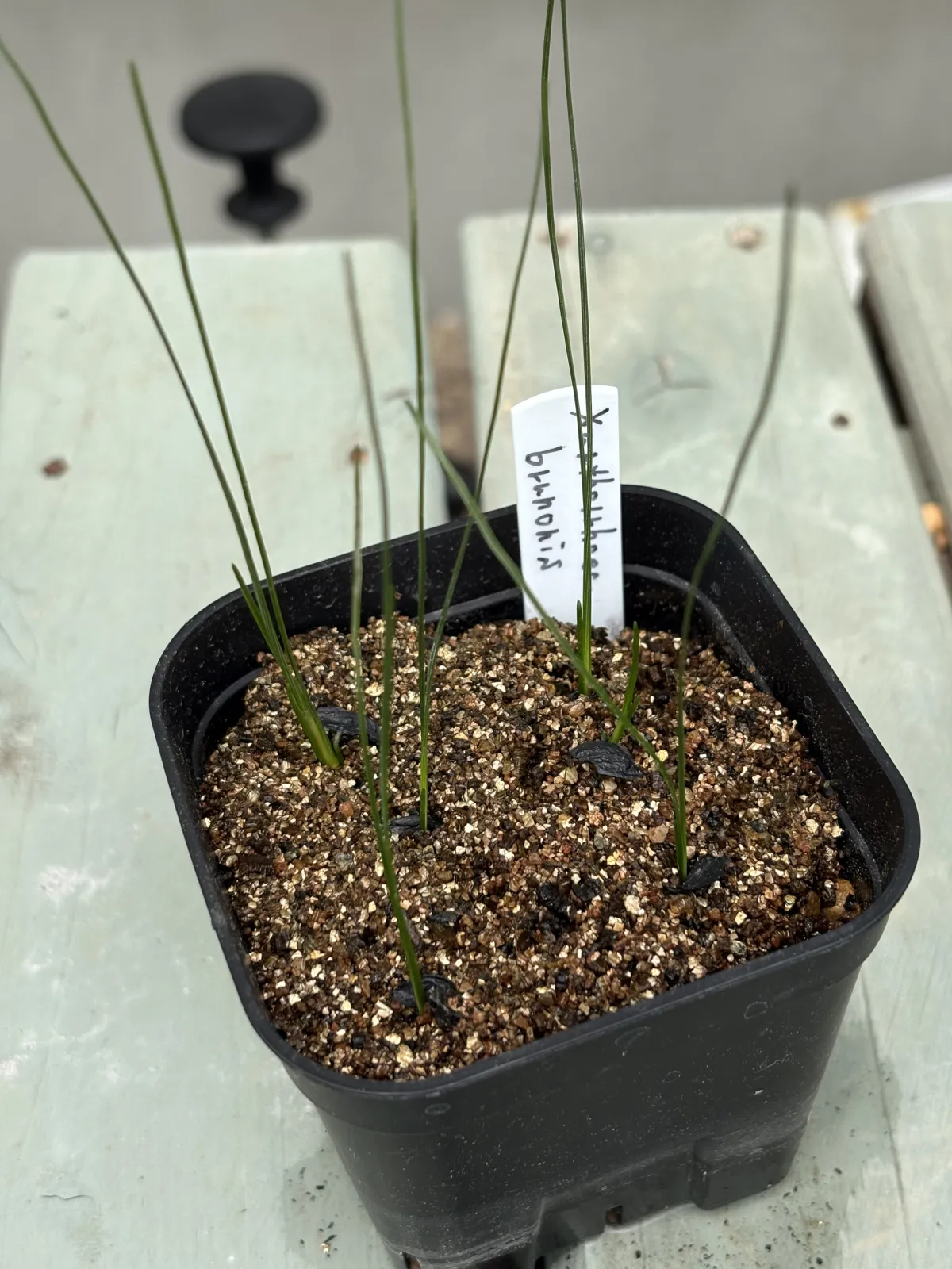 Xanthorrhoea brunonis (ザントロエア ブルーノニス)