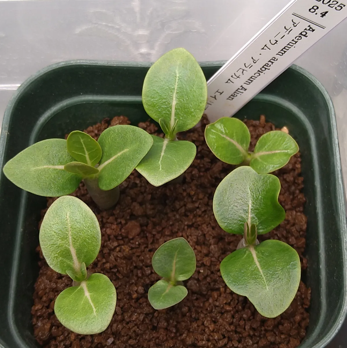 Adenium arabicum Alien (アデニウム エイリアン)