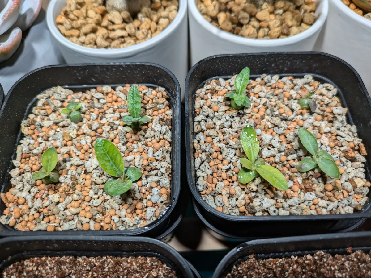Pachypodium brevicaule subsp. leucoxanthum (パキポディウム レウコキサンツム)