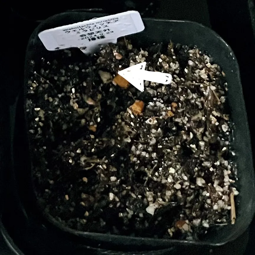 Welwitschia mirabilis ([無料種子/発芽難ロット] ウェルウィッチア ミラビリス 奇想天外)