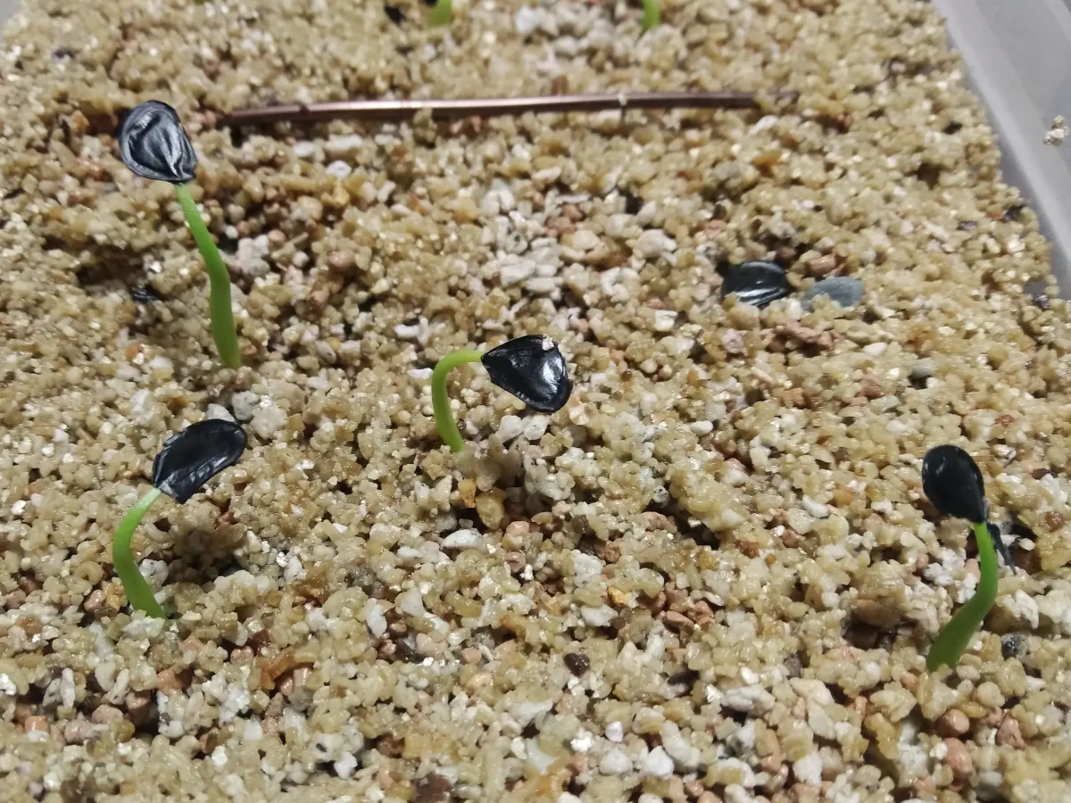Agave salmiana ssp. crassispina (アガベ サルミアナ クラシスピナ)
