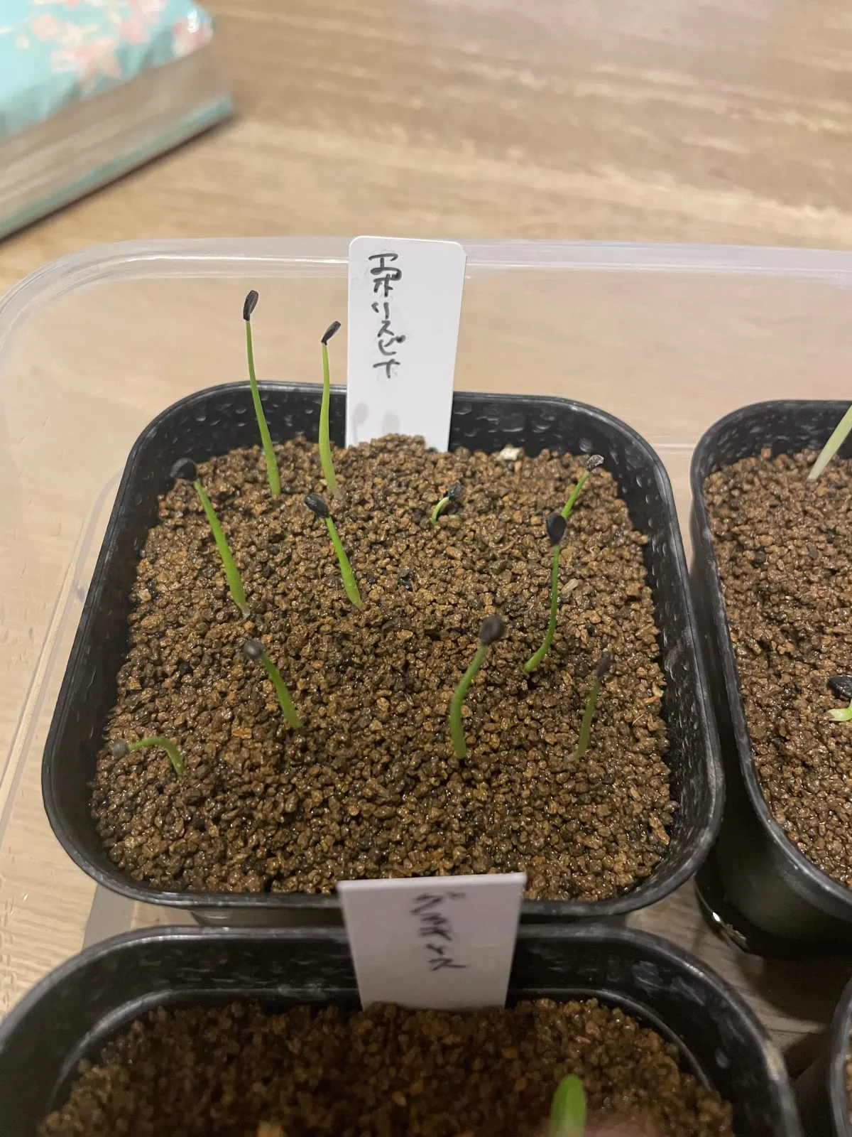 Agave utahensis var. eborispina (アガベ エボリスピナ)