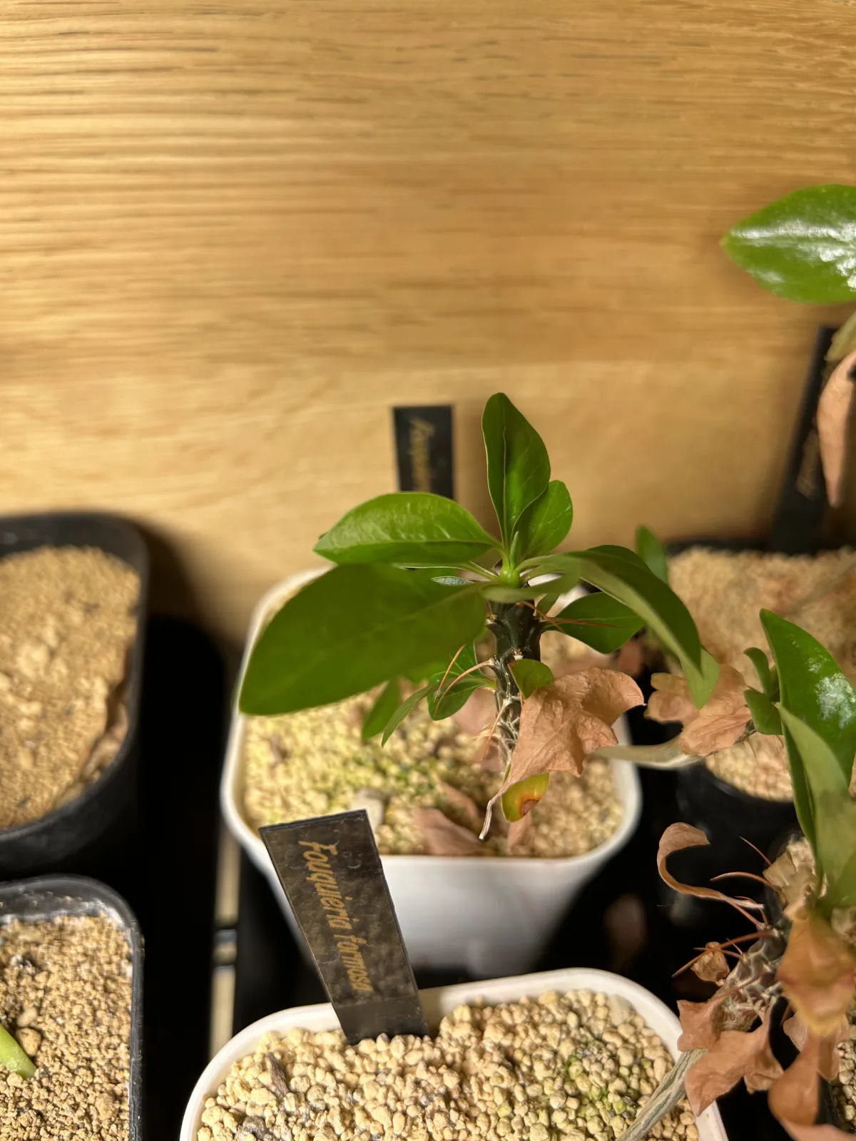 Fouquieria formosa (フォークイエリア フォルモサ)