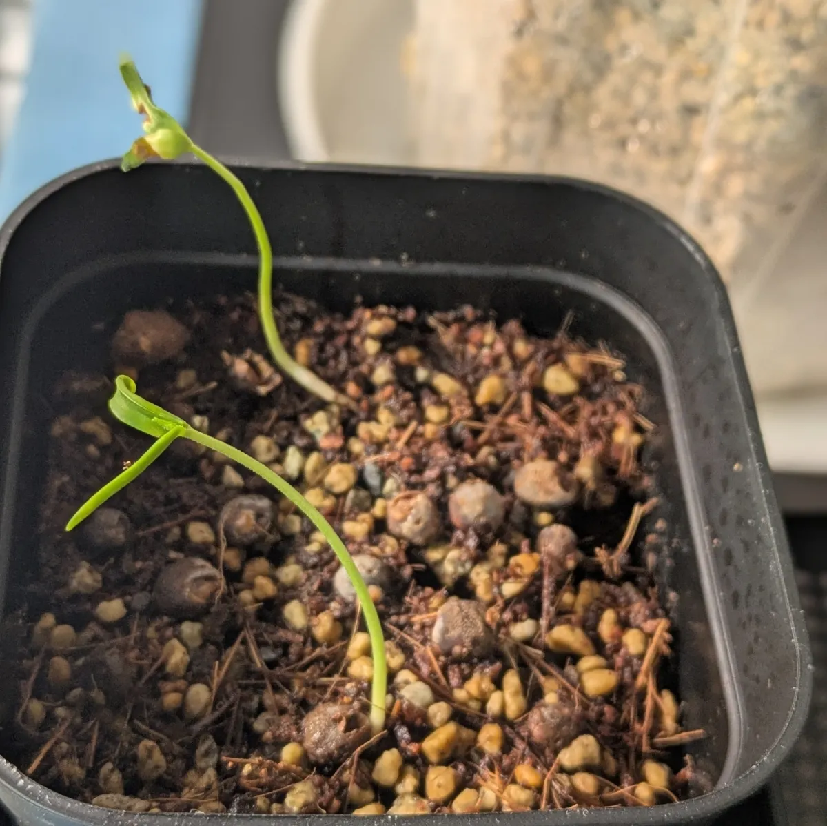 Operculicarya hyphaenoides Lot. (オペルクリカリア ヒファエノイデス)