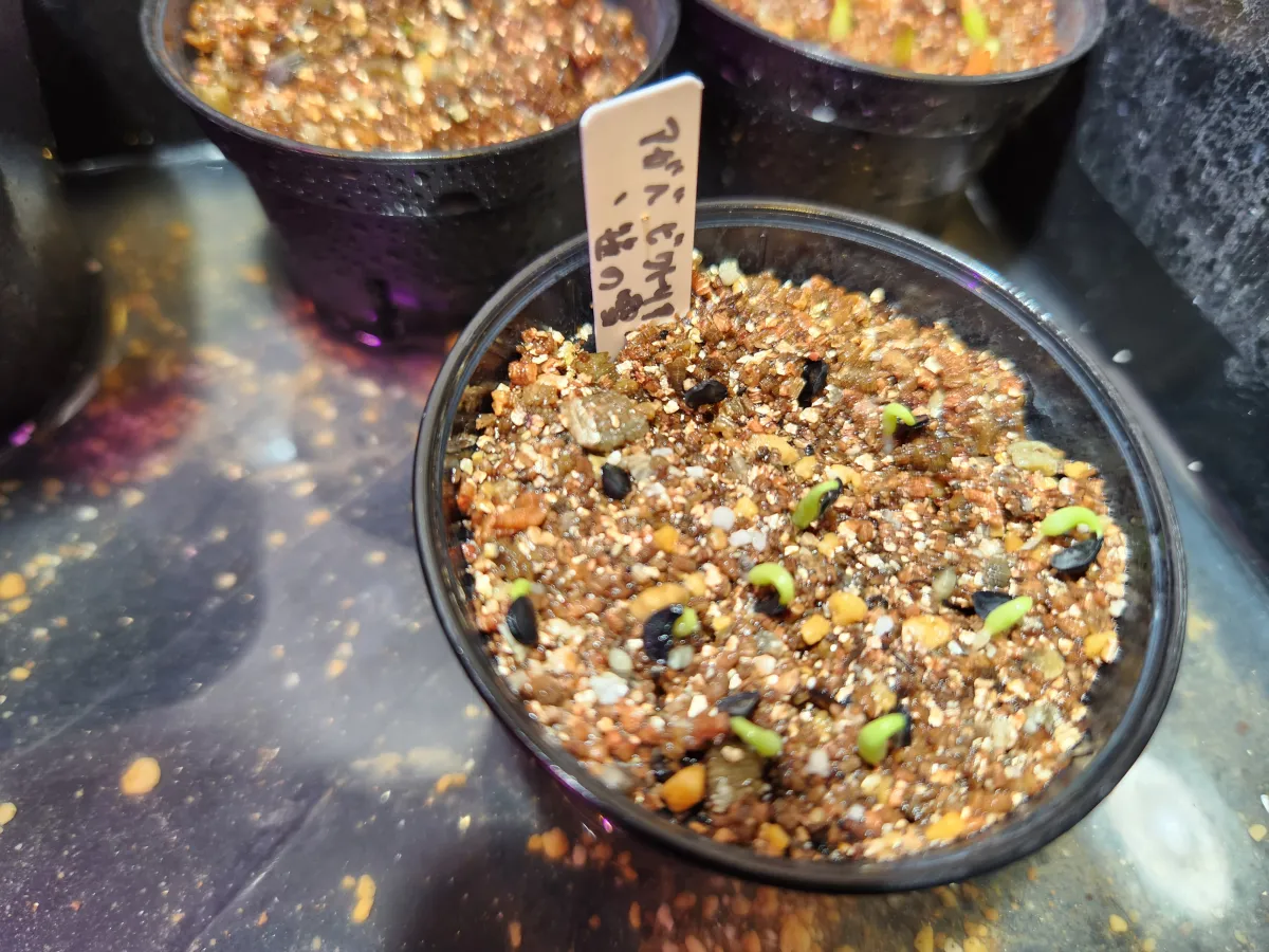 Agave victoriae-reginae ssp. victoriae-reginae (アガベ ビクトリアレジーナエ 笹の雪)