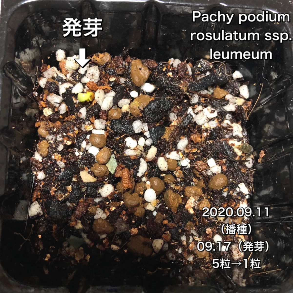 Pachy podium rosulatum ssp. leumeum