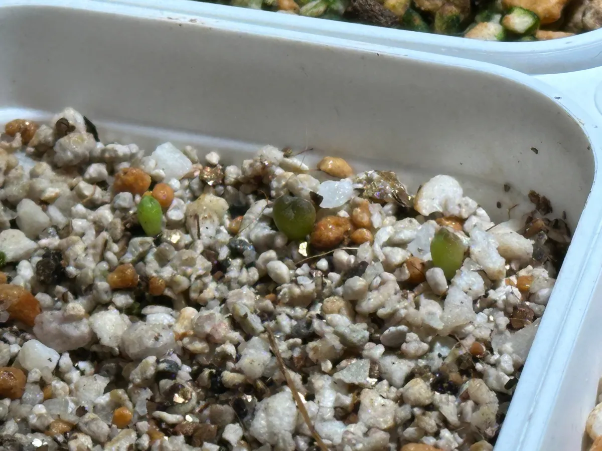 Astrophytum Super Kabuto (アストロフィツム スーパーカブト)