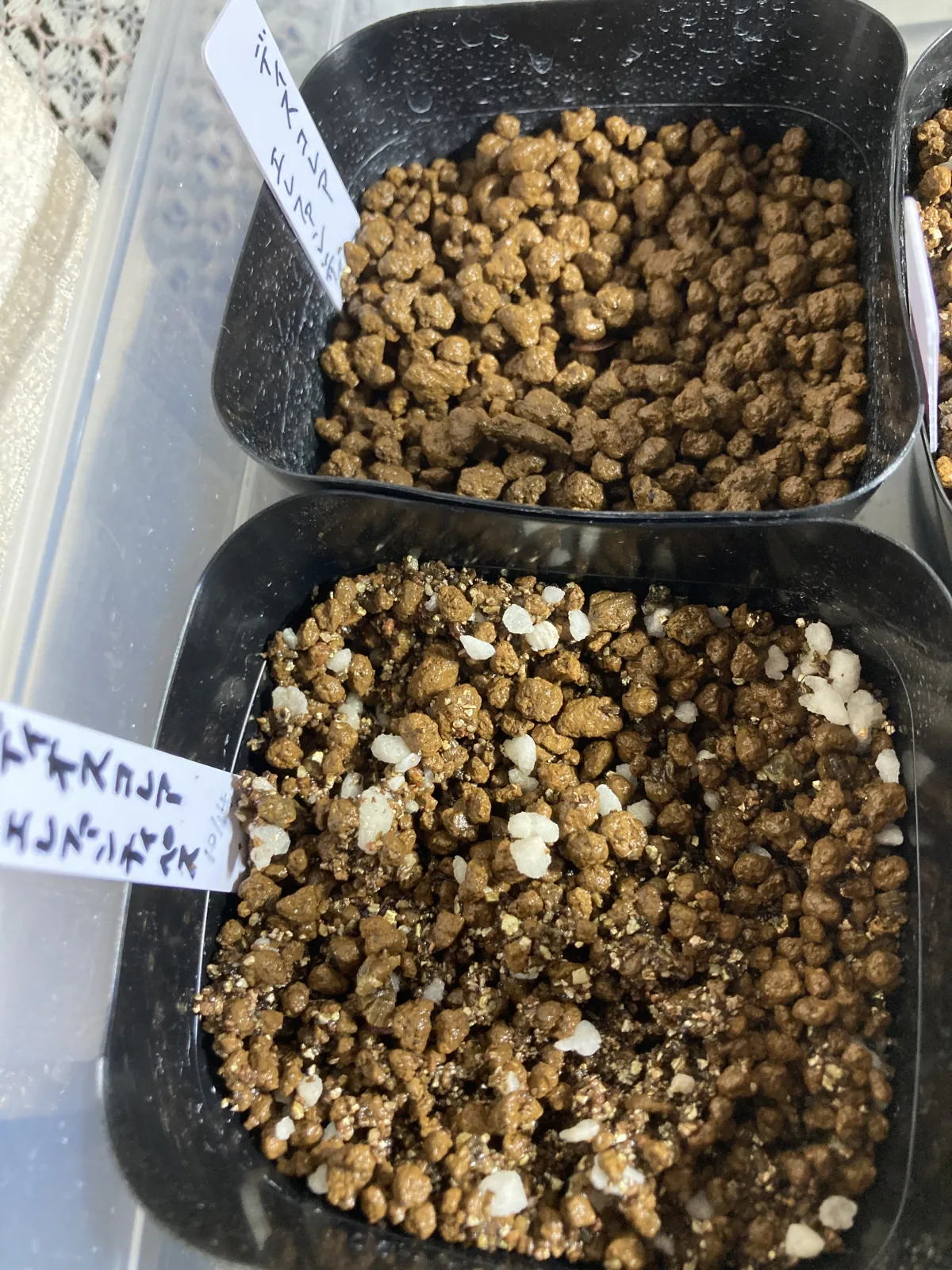 Dioscorea elephantipes Lot. (ディオスコレア エレファンティペス)
