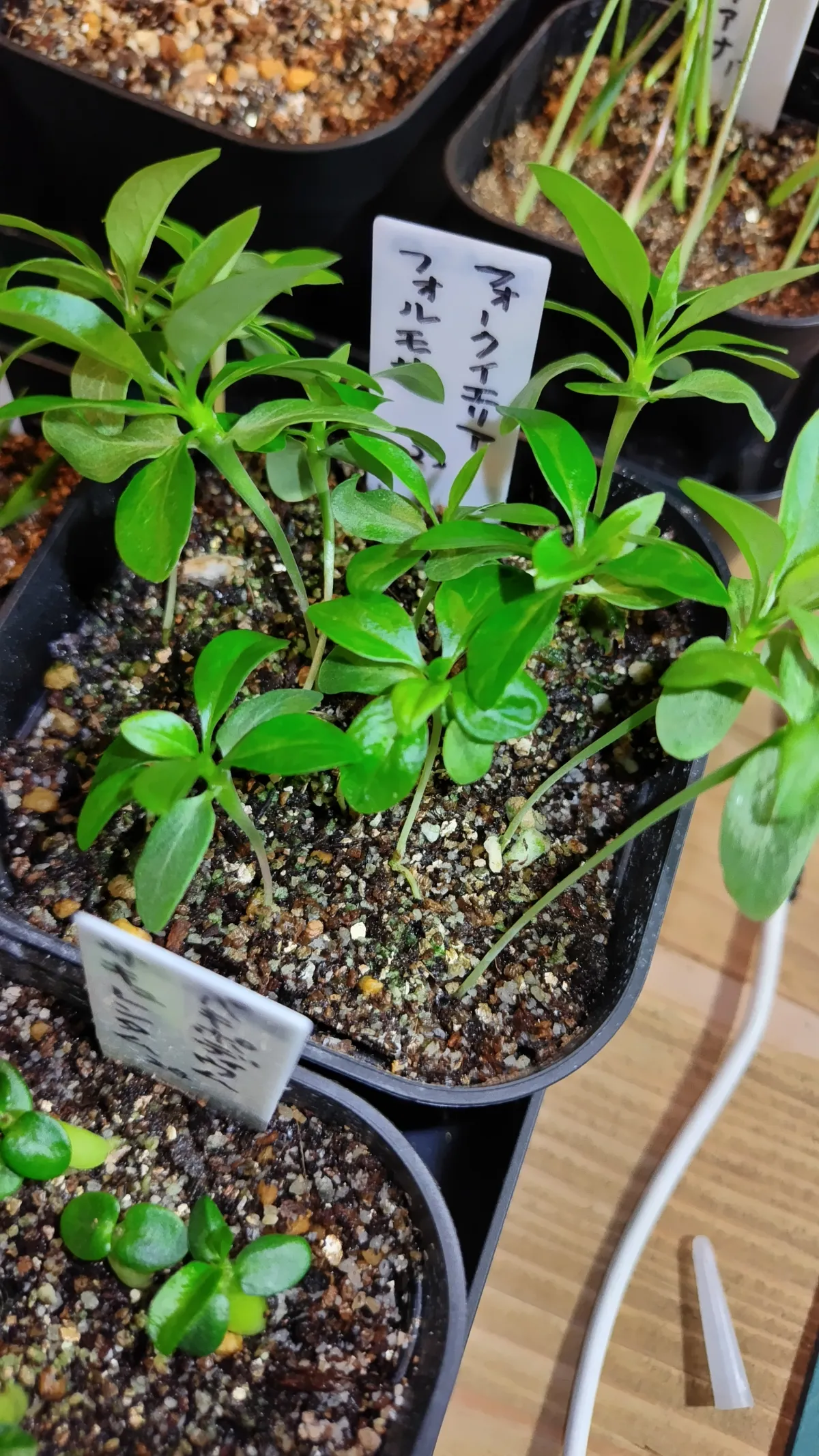 Fouquieria formosa (フォークイエリア フォルモサ)