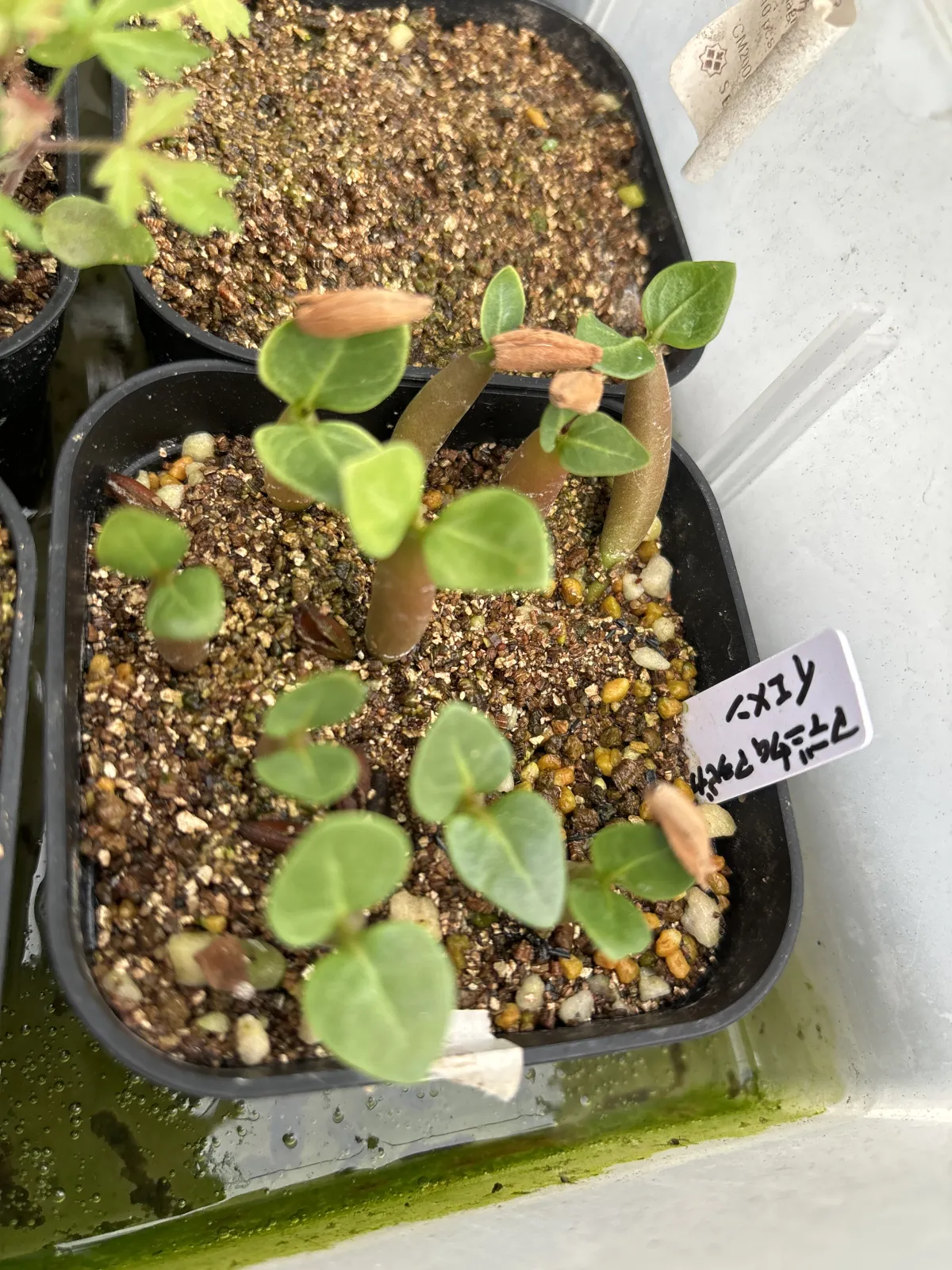 Adenium arabicum Yemen (アデニウム アラビカム イエメン)