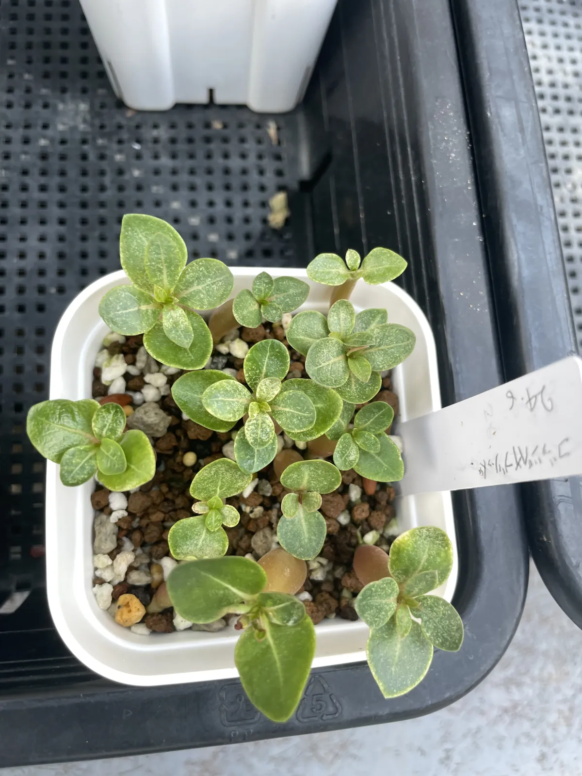 Adenium arabicum Godji hybrid (アデニウム アラビカムゴッジハイブリッド)