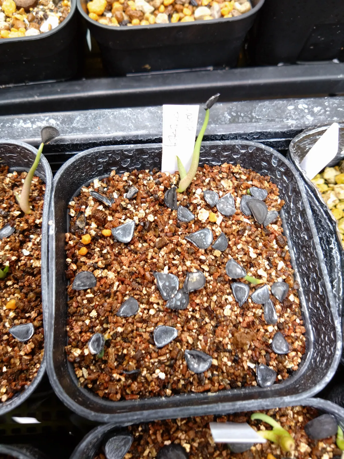 Agave macroacantha (アガベ マクロアカンサ)