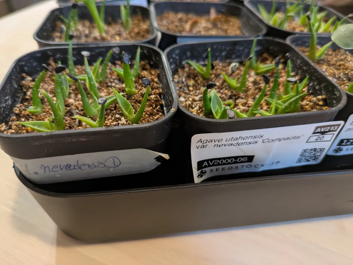Agave utahensis v. nevadensis Compacta (アガベ ネバデンシス コンパクタ)