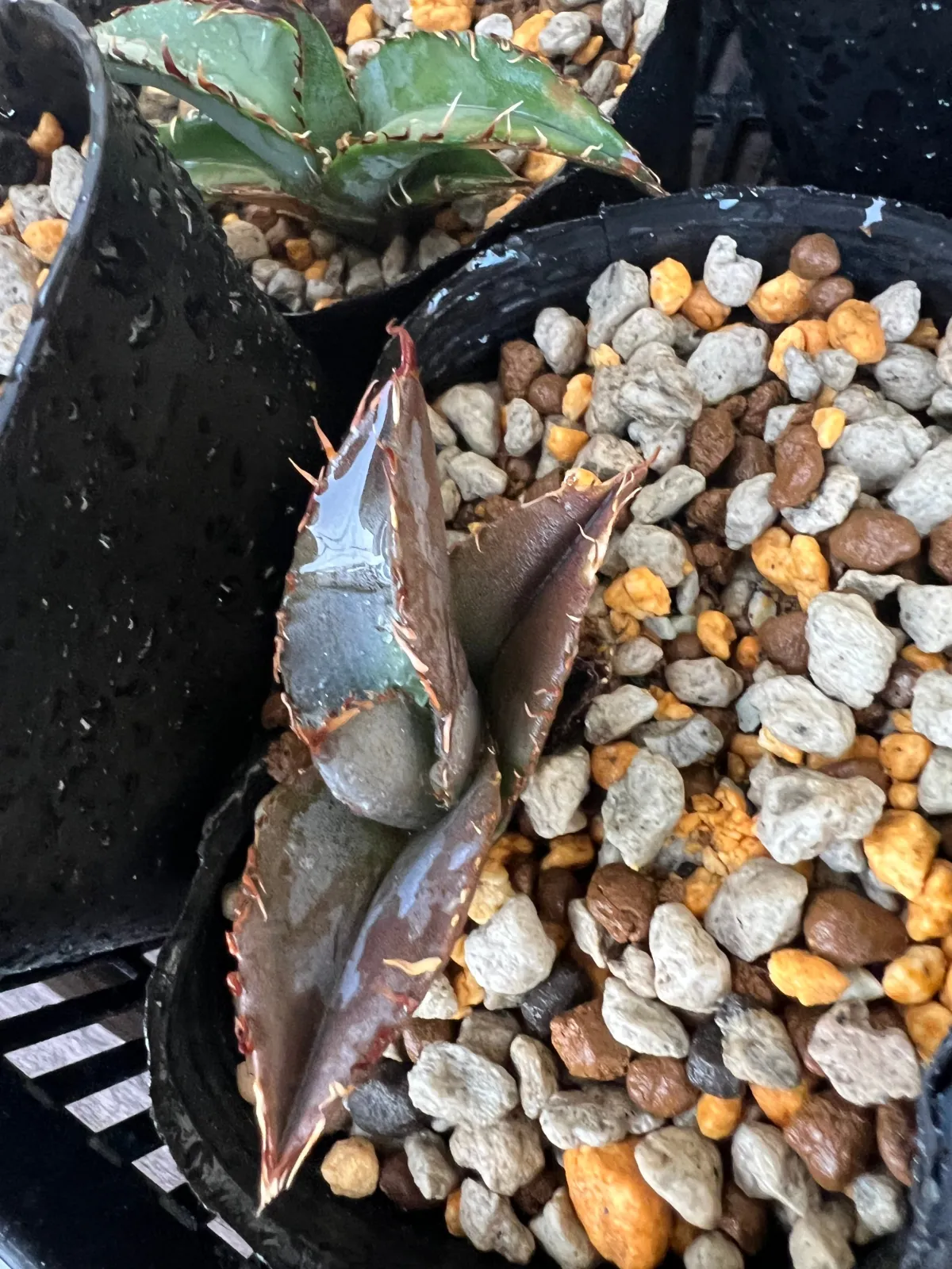 Agave titanota Blue Lot. (アガベ チタノタブルー)